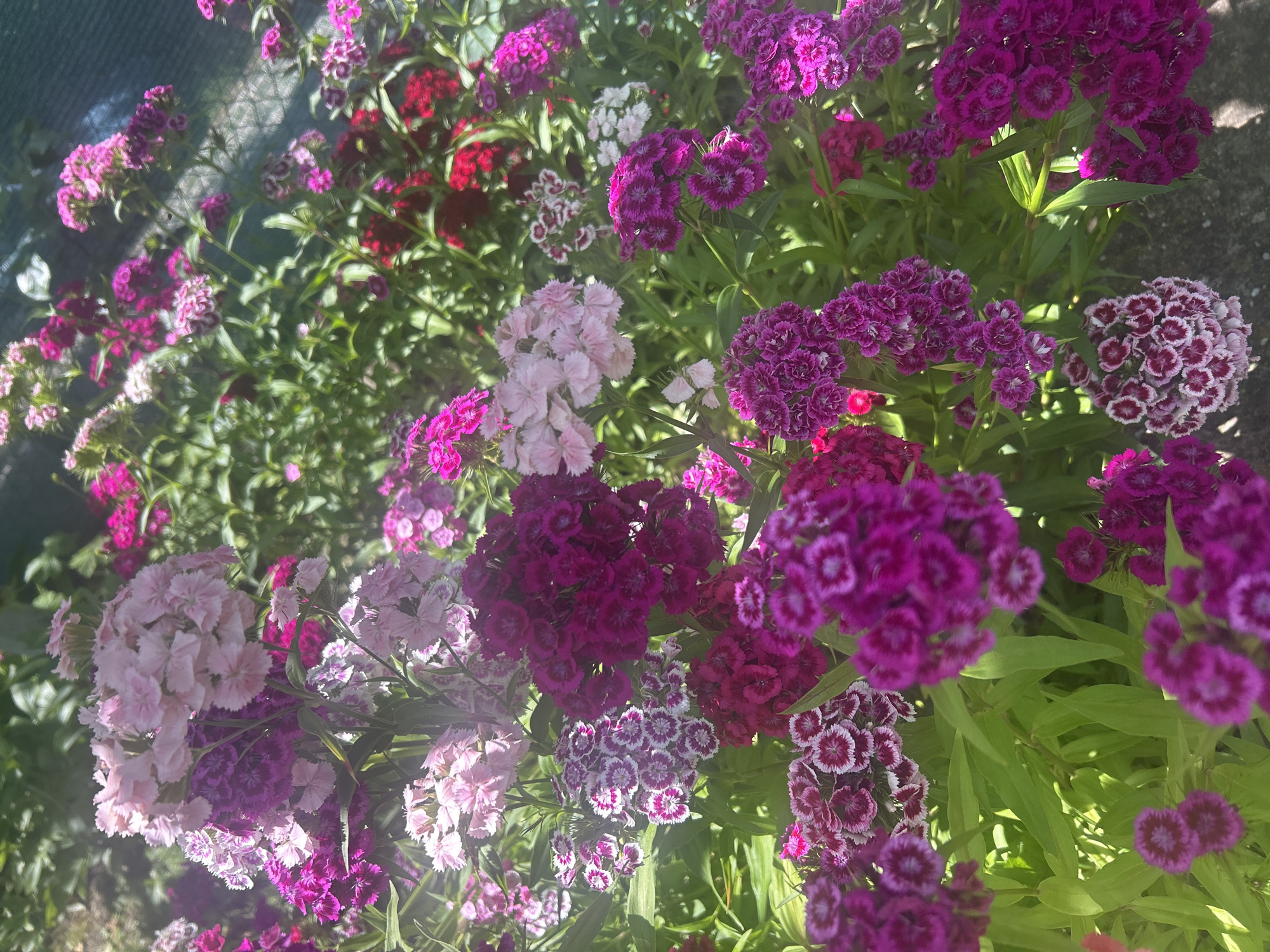 The image presents a sunlit outdoor close-up of a densely planted flower bed in Gorsko Ablanovo, Bulgaria. The primary subjects are numerous clusters of Sweet William (Dianthus barbatus) in full bloom. The floral palette includes prominent shades of light pink, vibrant magenta, deep fuchsia, and dark burgundy. Many blossoms exhibit a bicolored pattern, featuring white centers or margins against magenta-purple edges. Green foliage is abundant throughout the frame, with individual leaves visible among the flower clusters. The background consists of blurred green vegetation, and a dark, possibly mesh-like fence or structure is faintly discernible in the upper right. The lower right foreground reveals a dark gray, textured ground surface, likely concrete. No persons or overt signs of human activity are present.