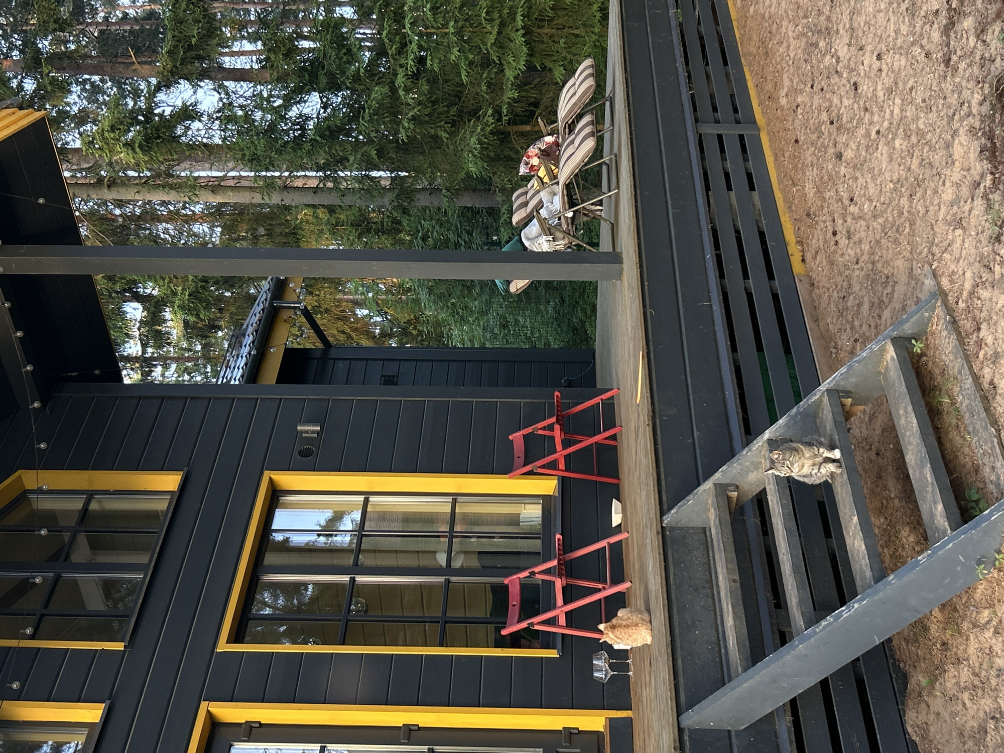 This image depicts the exterior of a modern, dark gray wooden house with vibrant yellow trim around the windows and doors, set within a dense coniferous forest. A wooden deck extends from the house, furnished with two red folding chairs, two wine glasses, a small white bowl, and two reclining chairs with striped cushions, one of which has blankets and pillows. A ginger cat is visible on the deck near the wine glasses. A gray tabby cat sits on the wooden stairs leading down from the deck to the sandy ground, which is littered with pinecones. The scene is likely located in Shepelyovo, Russia, given the presence of tall pine trees characteristic of the region. The lighting suggests it is late afternoon or early evening, with a soft, warm light illuminating the scene.
