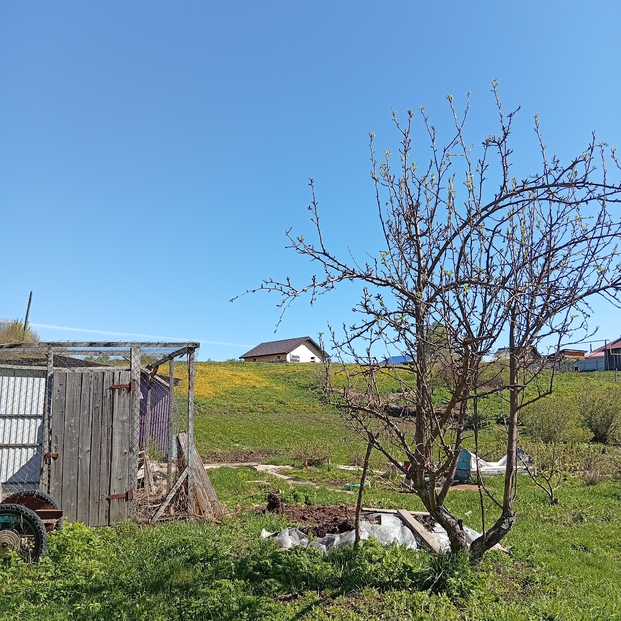 The image depicts a rural scene in Barda, Russia. In the foreground, there is a weathered wooden structure resembling a shed or outbuilding. Next to it, a tree with nascent leaves stands prominently. Patches of green grass dominate the middle ground, with a small white house nestled atop a gentle, flower-covered hill in the distance. The sky is clear and blue. There are no people visible in the image.