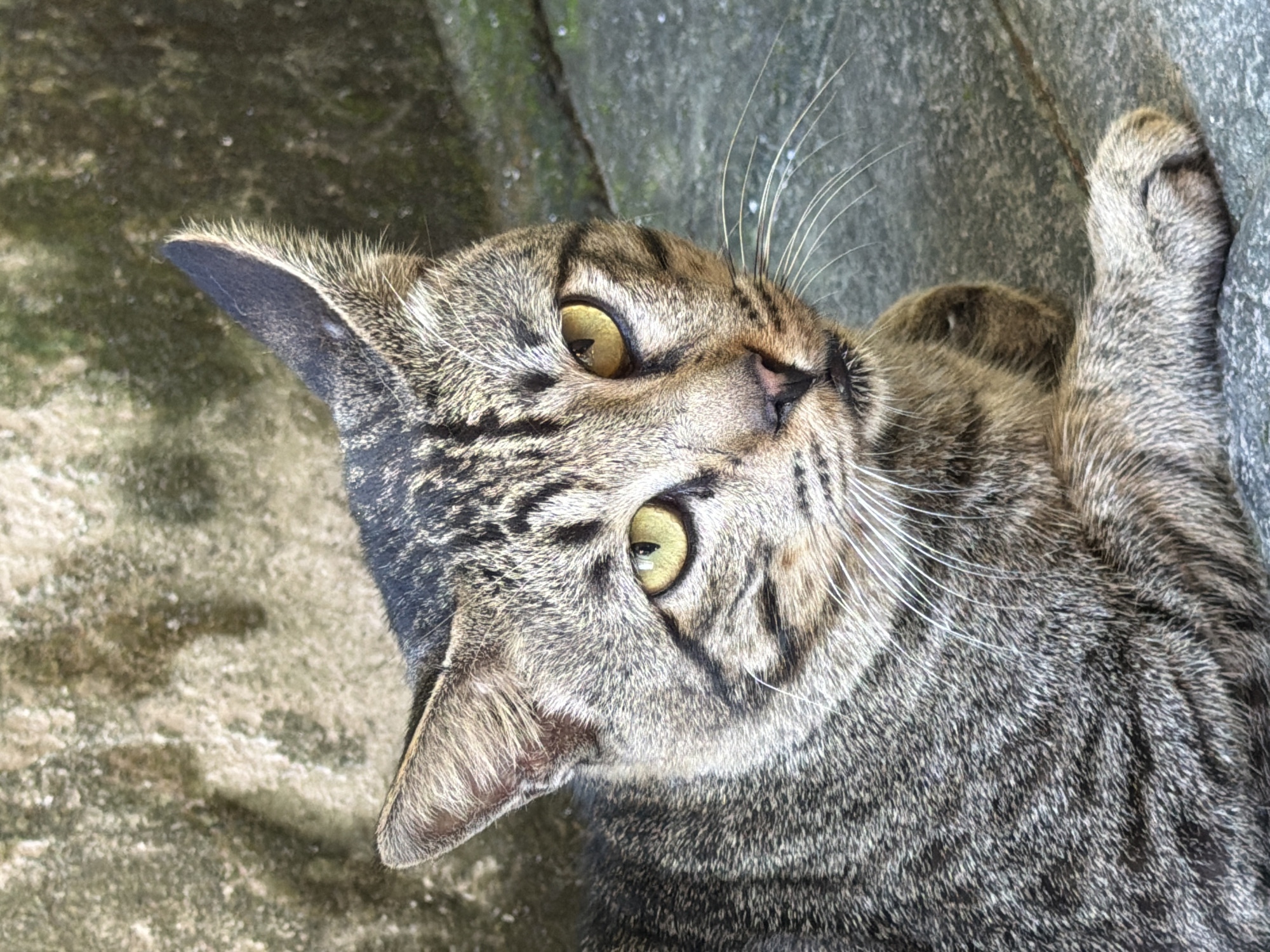 The image captures a close-up, high-angle view of a short-haired tabby cat, likely outdoors. The cat's fur is a mix of brown, grey, and black stripes and spots, characteristic of a mackerel tabby pattern. Its most striking features are its wide, alert, bright yellow-green eyes, which gaze upwards and slightly to the right, suggesting curiosity or focus on something outside the frame. Long, prominent white whiskers fan out from its muzzle. The cat's right ear is clearly visible, pointed upwards and showing fine hairs along its edge.
One of the cat's front paws is visible in the upper right corner, appearing to grip or rest on a rough, textured concrete or stone surface. This surface serves as the background, displaying variations in grey tones and subtle patches of green moss or discoloration, indicative of weathering. The lighting suggests it is daytime. The scene depicts a moment of an attentive cat in its environment. Given the context of North Kuta, Indonesia, the outdoor setting and weathered stone are consistent with locations in that region. There is no visible text in the image.