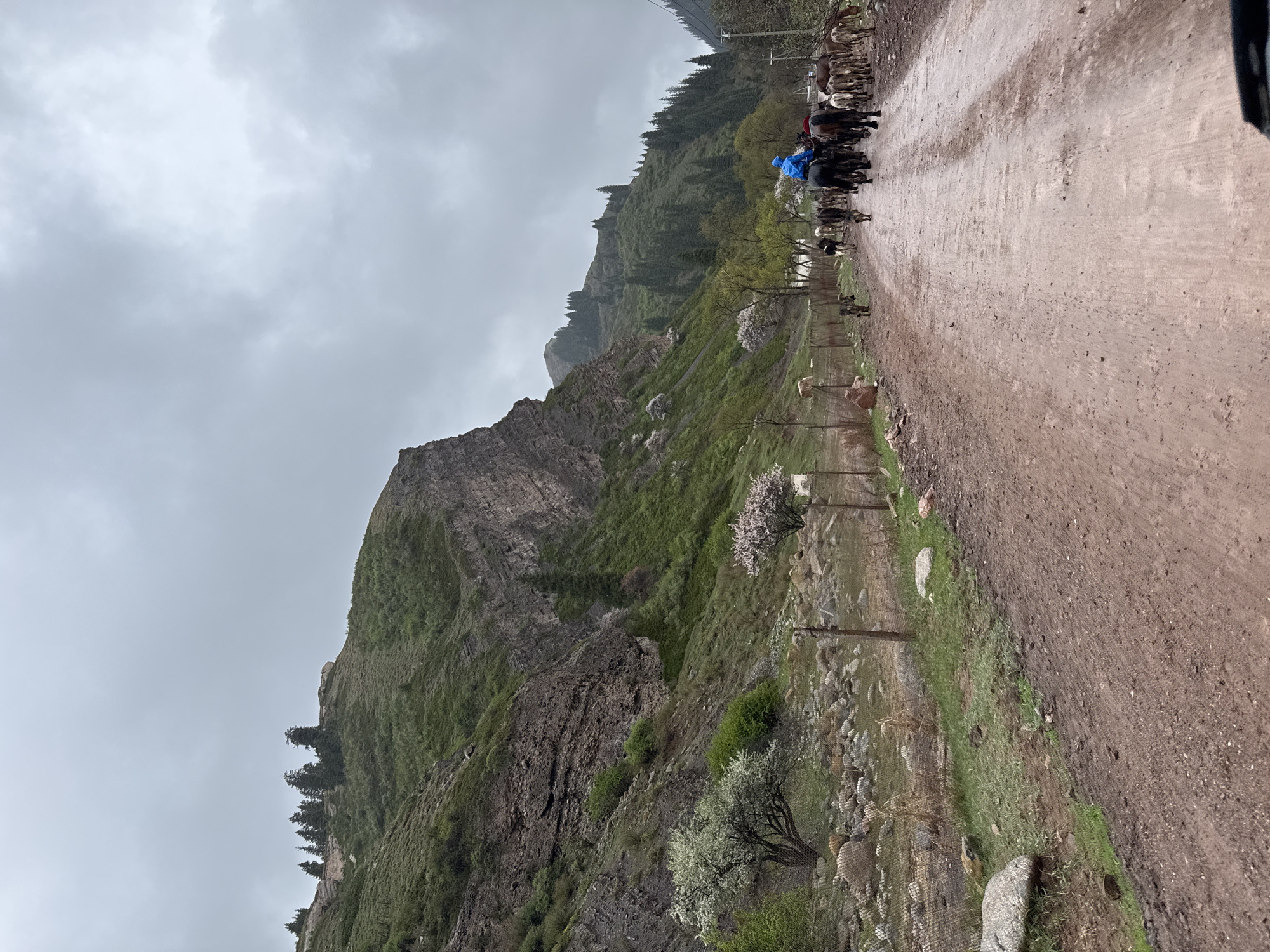 This image, set in Jeti-Ögüz, Kyrgyzstan, captures a rugged mountainous landscape under an overcast sky. On the left, a grand, rocky mountain face, textured with stratifications and dotted with sparse green vegetation, rises steeply. The mid-ground features a lush, green valley or hillside with various trees, some adorned with white or light pink blossoms, indicating springtime. A simple wire fence, supported by wooden posts, runs along this green stretch.
To the right, a wide, unpaved dirt road stretches into the distance, appearing somewhat damp, suggesting recent rain. Along this road, a herd of dark-colored livestock, likely cattle or horses, is being driven. A person, prominent in a bright blue hooded poncho or rain jacket, is seen riding one of the animals near the front of the moving herd, guiding them along the path. Further along the road, more animals and possibly other figures are visible, receding into the background.
The background reveals distant mountains or hills heavily forested with coniferous trees, enhancing the wild and natural feel of the environment. The sky is completely covered with soft, grey clouds, diffusing the light and creating a subdued atmosphere across the scene. The overall impression is one of traditional pastoral life unfolding amidst the dramatic and beautiful terrain of a Central Asian mountain region. There is no visible text in the image.