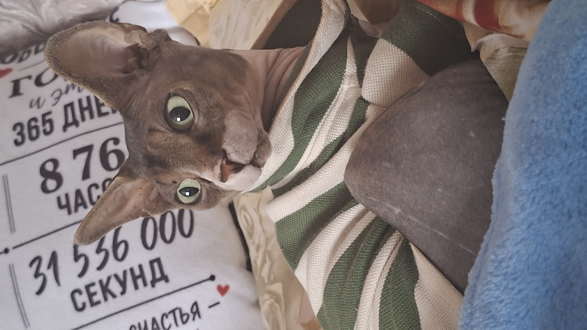 This is a close-up, eye-level, medium shot of a hairless cat, likely a Sphynx breed, wearing a green and white striped sweater. The cat has large, green eyes and prominent ears. Its fur is a mottled brown and grey. The cat is resting on a striped fabric that appears to be part of its sweater or bedding. In the background, a white pillow with black text is visible, which includes numbers and Cyrillic lettering. The overall setting appears to be indoors, possibly a bed or sofa, with a blue fuzzy blanket in the foreground. There are no humans or identifiable landmarks to pinpoint a specific location within Забалоцкі сельскі Савет, Belarus.