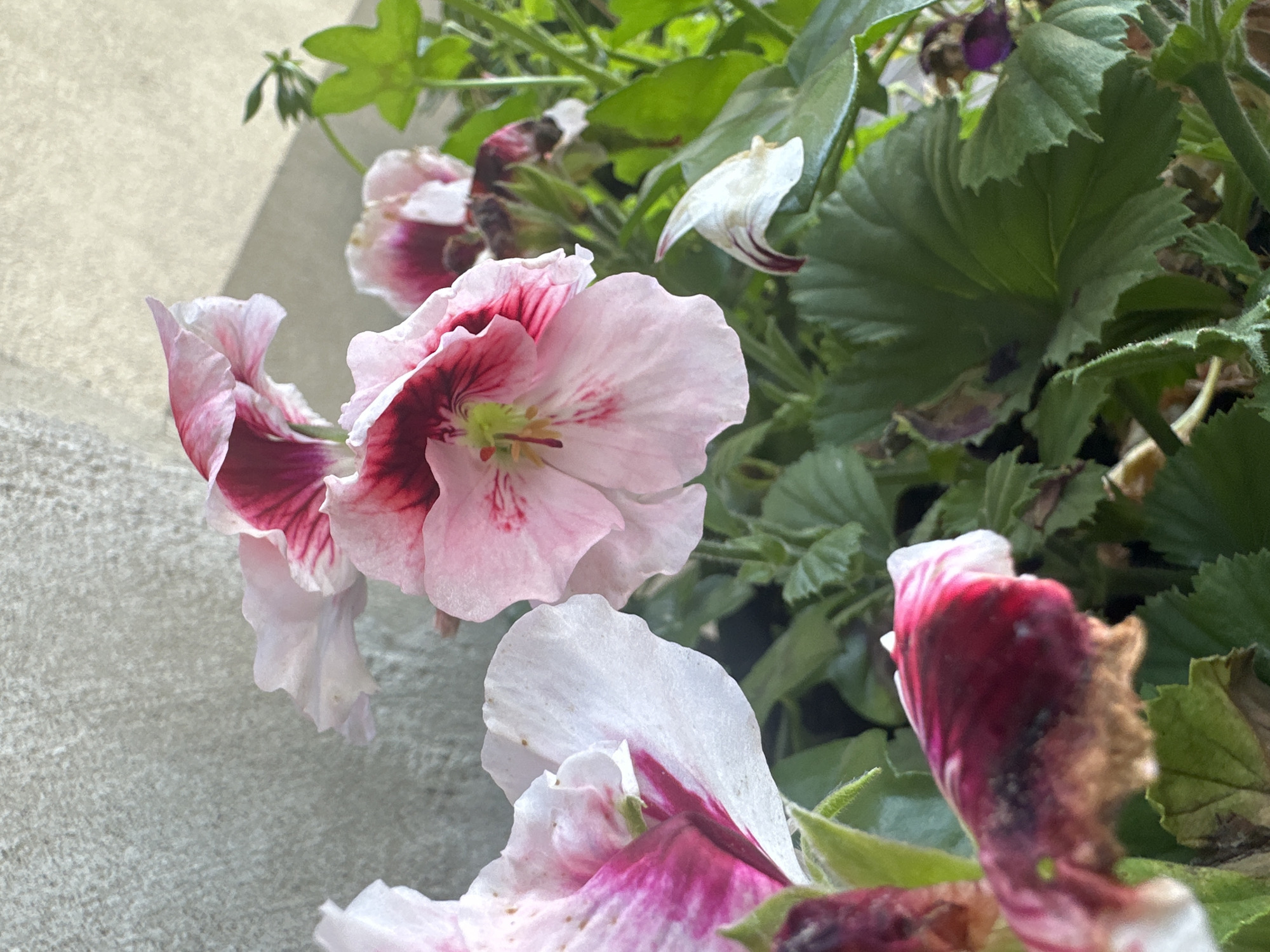 This is a close-up, medium-angle shot of pink and white geranium flowers against a textured gray wall. The flowers are in various stages of bloom, with some fully open and others beginning to wilt. The petals are delicate and veined with deep pink. Green leaves surround the flowers, some appearing lush and healthy, while others show signs of browning or wilting. The lighting is soft, casting gentle shadows. The scene is set outdoors, likely on a balcony or patio, given the presence of the wall and potted plants. This image was captured in Łódź, Poland.