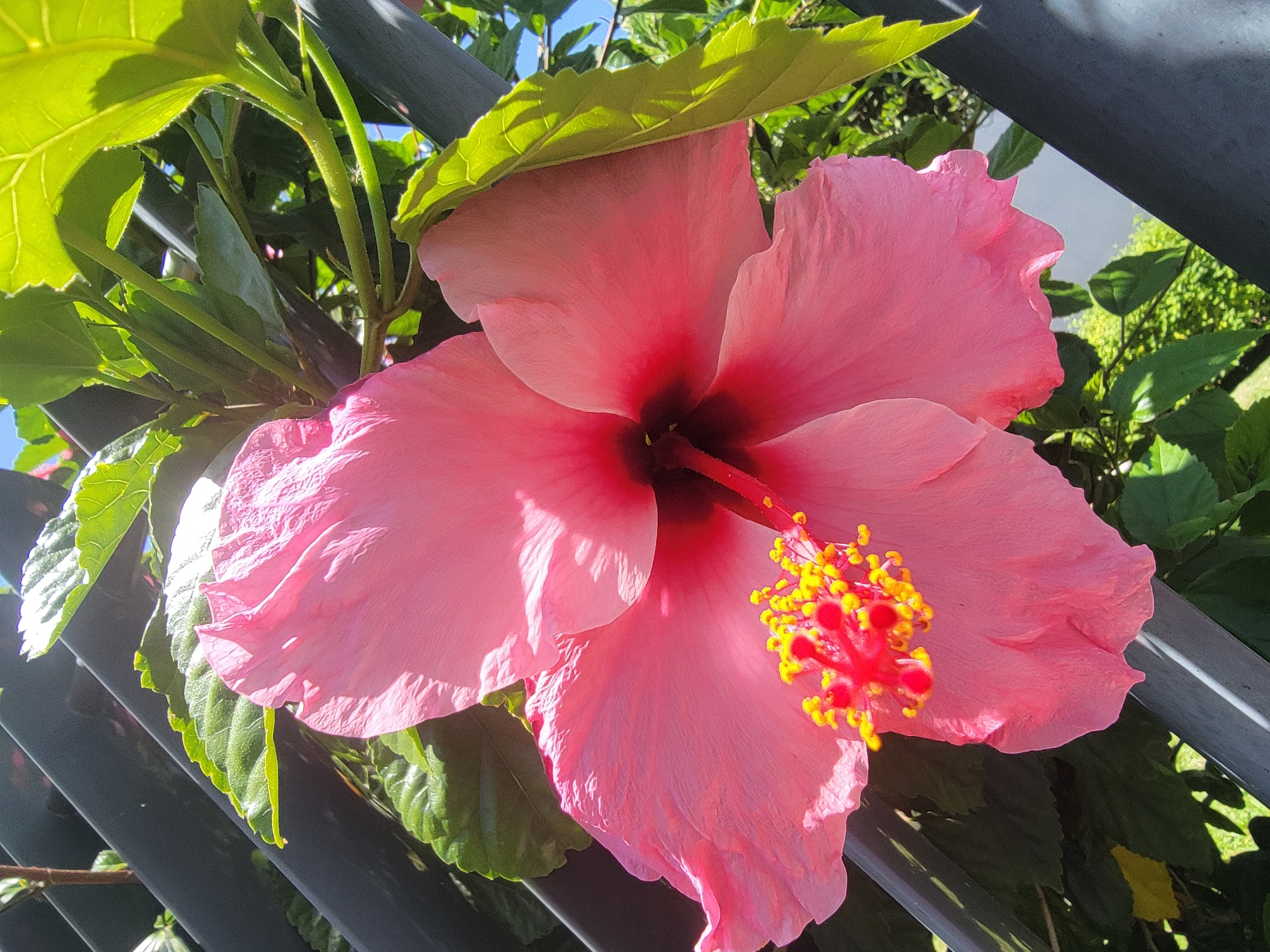 A close-up, upward-angled shot captures a vibrant pink hibiscus flower in bloom, its delicate petals unfurling under the bright Portuguese sun. The flower's center reveals a cluster of red pistils tipped with yellow pollen. Lush green leaves surround the bloom, some catching the sunlight and appearing almost translucent. A dark, metallic structure, possibly part of a fence or pergola, runs diagonally across the frame, providing a stark contrast to the soft organic forms of the flower and foliage. The background is a blur of green foliage and a hint of blue sky, suggesting an outdoor garden setting. The image appears to have been taken in Quarteira, Portugal, judging by its context. There are no people or animals visible in the scene. The overall impression is one of natural beauty and vibrant color, illuminated by natural light.