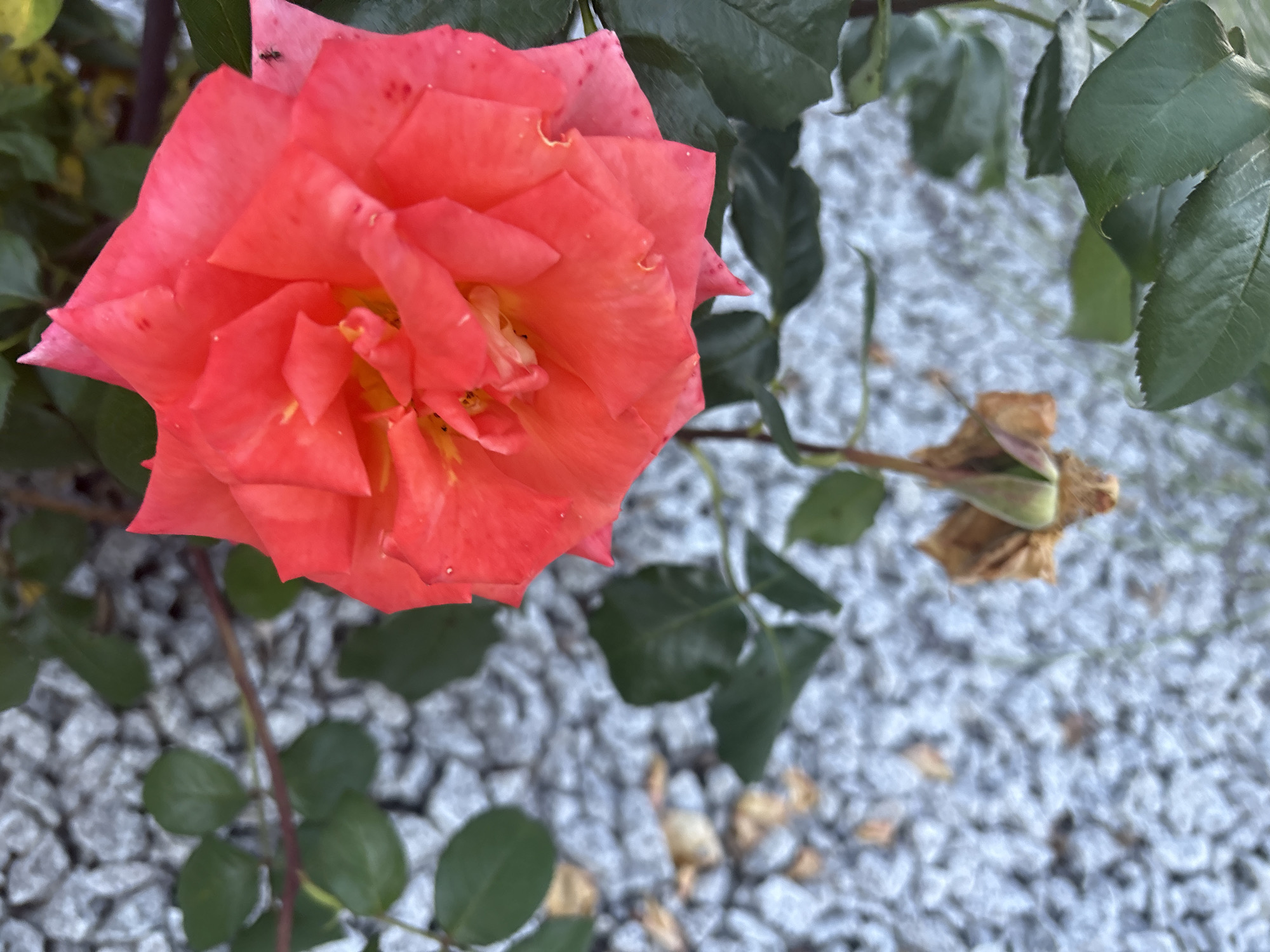 The image displays a close-up, eye-level view of a vibrant coral-pink rose in bloom, with its petals unfurling to reveal yellow stamens at its center. The rose is positioned in the upper right quadrant of the frame. Tiny water droplets are visible on the petals, suggesting recent rain or dew. A small, dark insect, possibly an ant, is perched on one of the rose's petals. The rose is surrounded by dark green leaves, some of which have serrated edges. Below the blooming rose, a withered, brown rose bud hangs from its stem, hinting at the cycle of life and decay.
The background is a blurred texture of light gray, irregular-shaped stones, characteristic of gravel. Scattered amongst the stones are a few dried, brown leaves. The overall environment suggests an outdoor setting, likely a garden or park. The composition is naturalistic, with no artificial lighting or staged elements evident. The presence of gravel as ground cover is a common feature in urban landscaping, often found in public spaces or residential gardens. Considering the location information provided, this scene could be situated in a garden within the village of Drożki, Poland. The focus is on the delicate details of the rose and its immediate surroundings, creating an intimate portrait of nature.