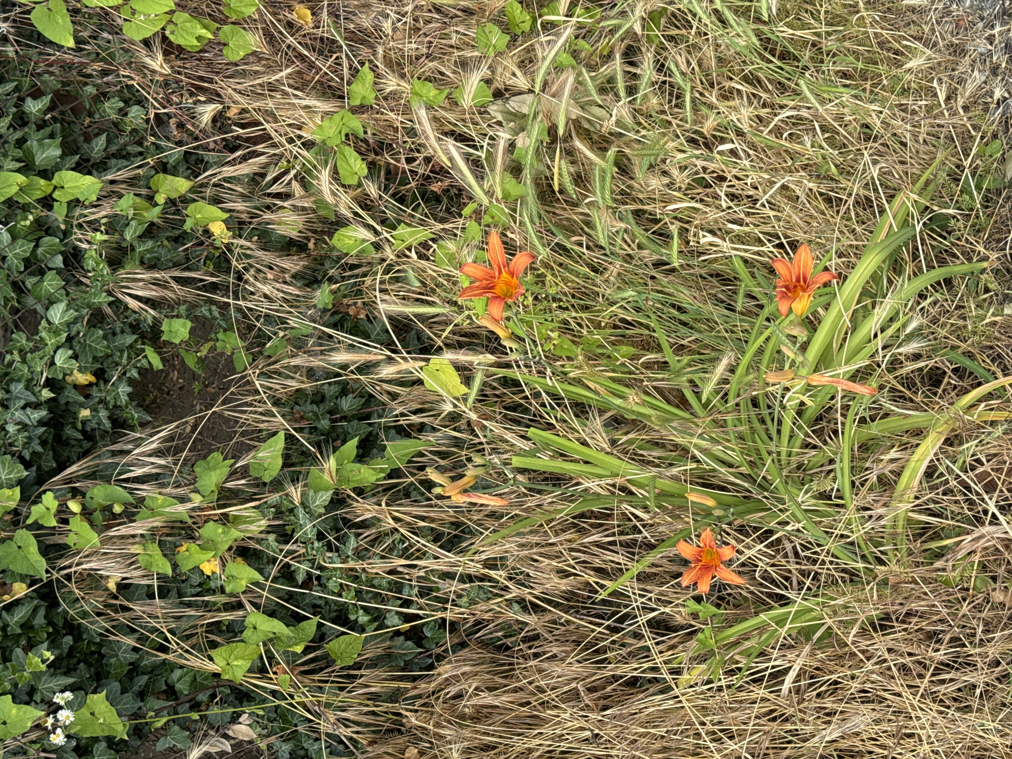 The image displays a patch of overgrown vegetation, featuring a dense cluster of dry, golden-brown grasses and weeds interspersed with green shoots and leaves. Several vibrant orange daylilies are in bloom, with three prominent flowers visible in the foreground and one in the upper right quadrant. Additionally, a few small white flowers are present in the upper left corner. The background consists of a dark green, ivy-covered wall or fence. The scene appears to be located outdoors, possibly in an uncultivated or naturalized area within the city of Sokhumi, Abkhazia. There are no people or animals depicted in the image. The overall impression is one of wild, untamed nature reclaiming a space.
