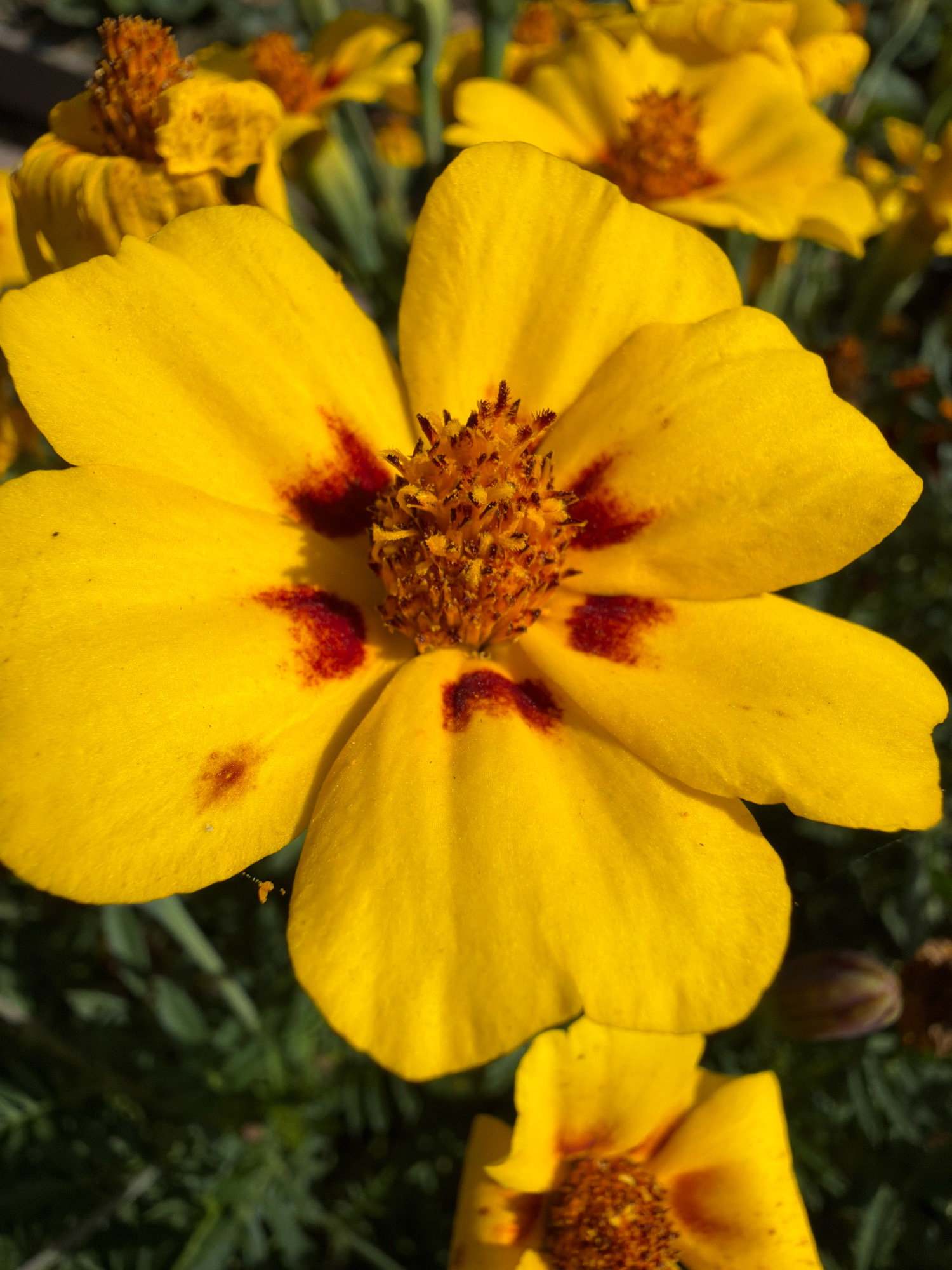 A close-up, high-angle photograph captures a vibrant yellow flower, possibly a marigold, dominating the center of the frame. The flower's petals are a bright yellow with distinct maroon markings near the center. The center of the flower features a cluster of small, dark stamens. Several other yellow flowers are visible in the background, some in focus and others blurred, creating a sense of depth. The background is composed of dark green foliage. The image appears to be taken outdoors, likely in a garden or natural setting. There is no indication of the city of Teterevo, Russia in the image itself.