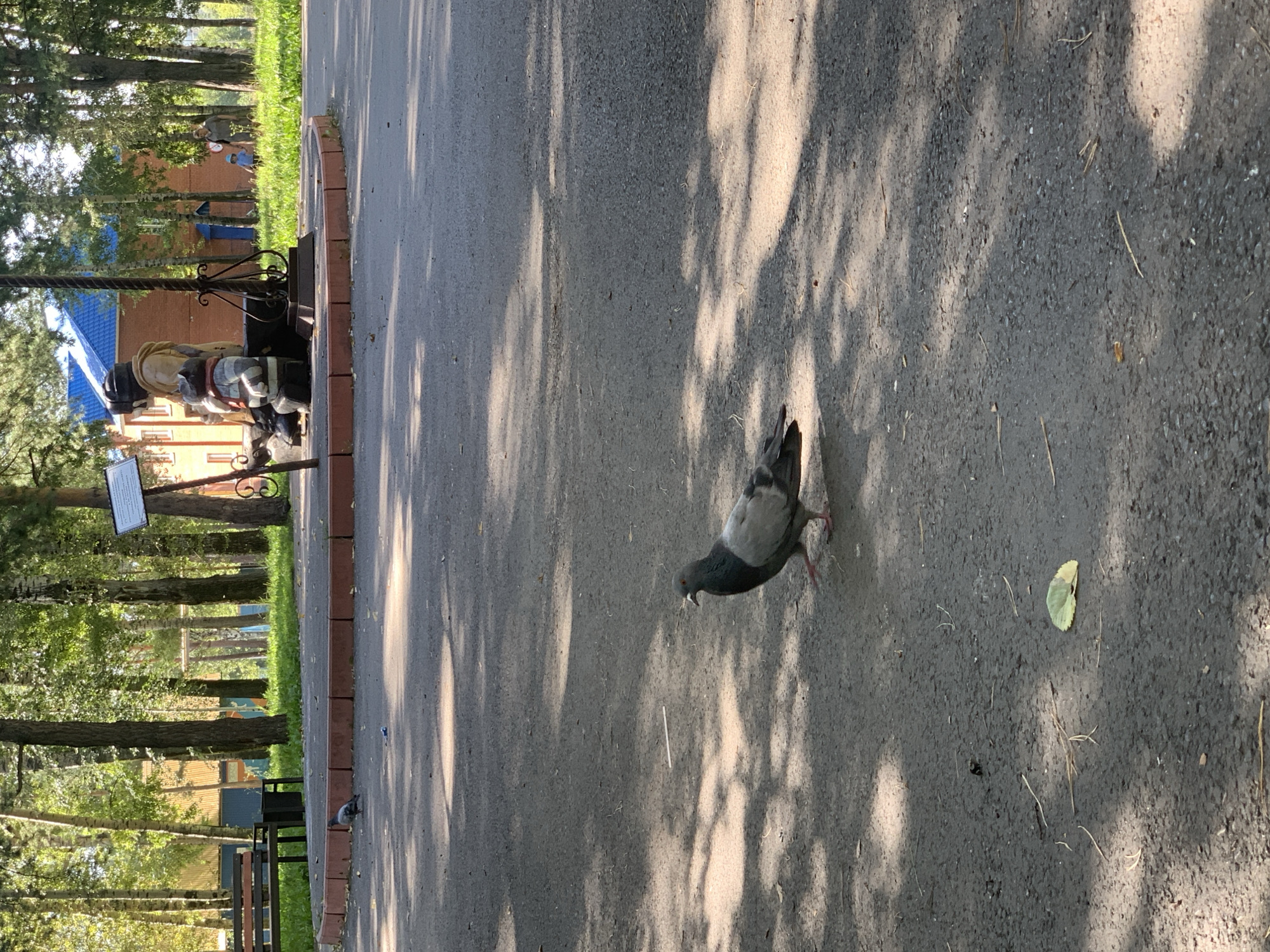 A pigeon walks on an asphalt path in a park, casting a shadow from the sun. Trees line the background, with a building and a small sculpture visible. The sculpture is of a seated figure with a cat. The scene is set in Prokopyevsk, Russia.