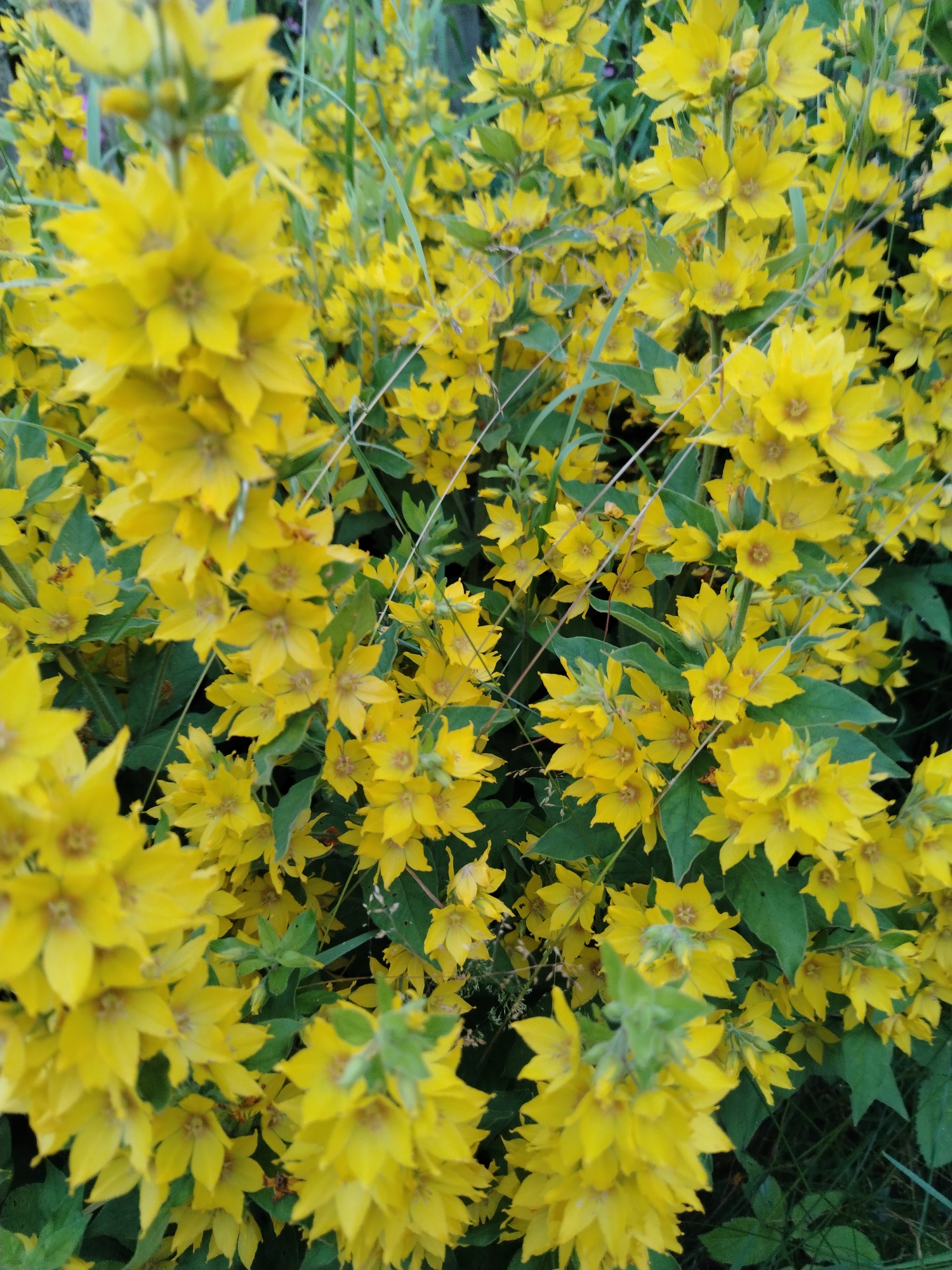A dense cluster of bright yellow flowers with star-shaped petals fills the frame. The flowers are arranged on stalks, with many blooms tightly packed together. Green leaves and grass are visible interspersed among the flowers, suggesting a natural outdoor setting. The lighting appears to be natural daylight, casting soft shadows. The image is a close-up, making it difficult to determine the exact location or identify any specific landmarks.