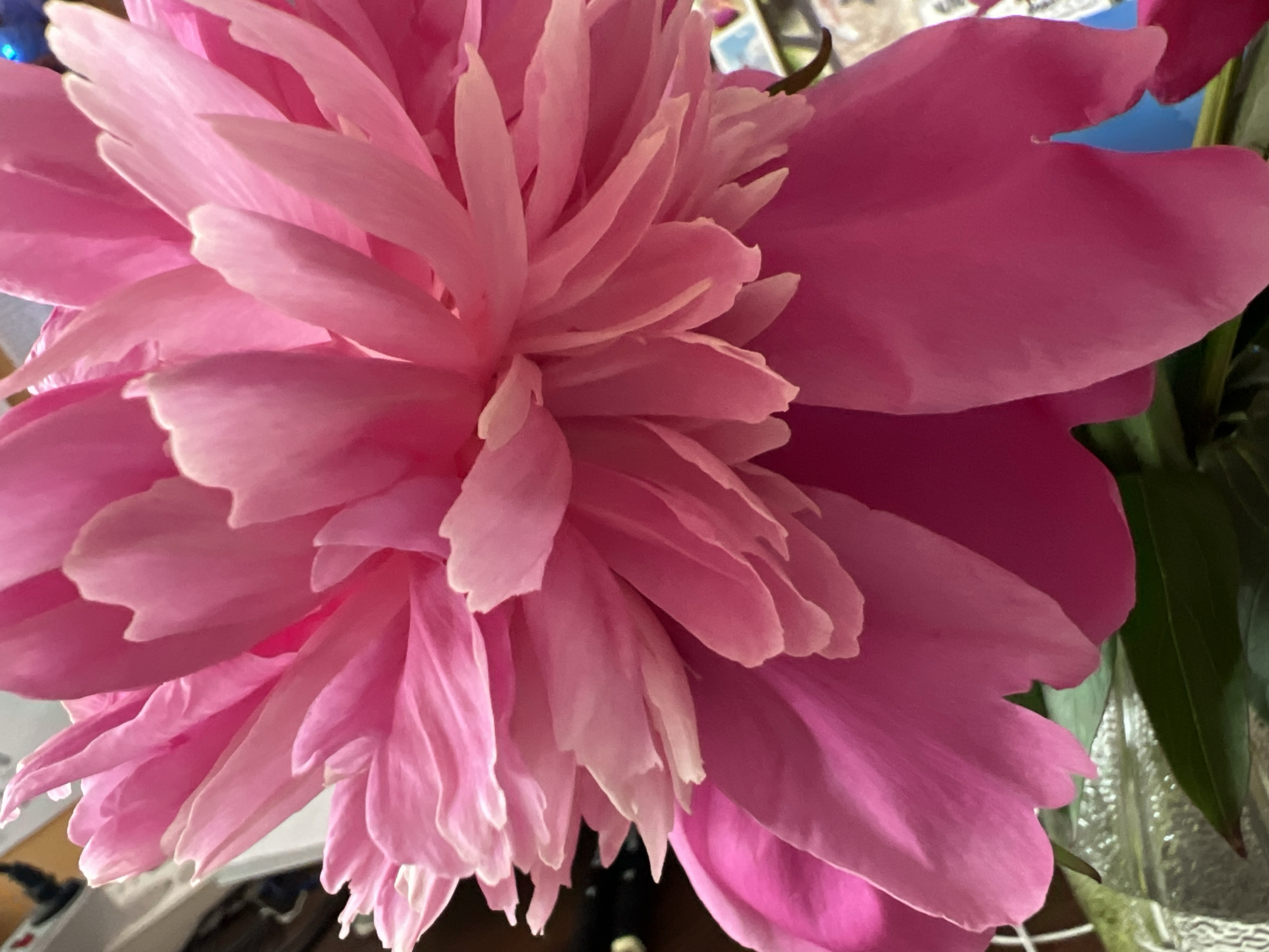 The image is a close-up photograph of a vibrant pink peony flower, dominating the frame. The petals are layered and ruffled, creating a sense of depth and softness. The lighting highlights the delicate texture and rich color of the petals. The background is blurred, with hints of green foliage and a glass vase, suggesting the flower is part of a bouquet. There are no people or specific city landmarks visible in the image. The image does not contain any information that would allow for its location to be identified as Minsk, Belarus.