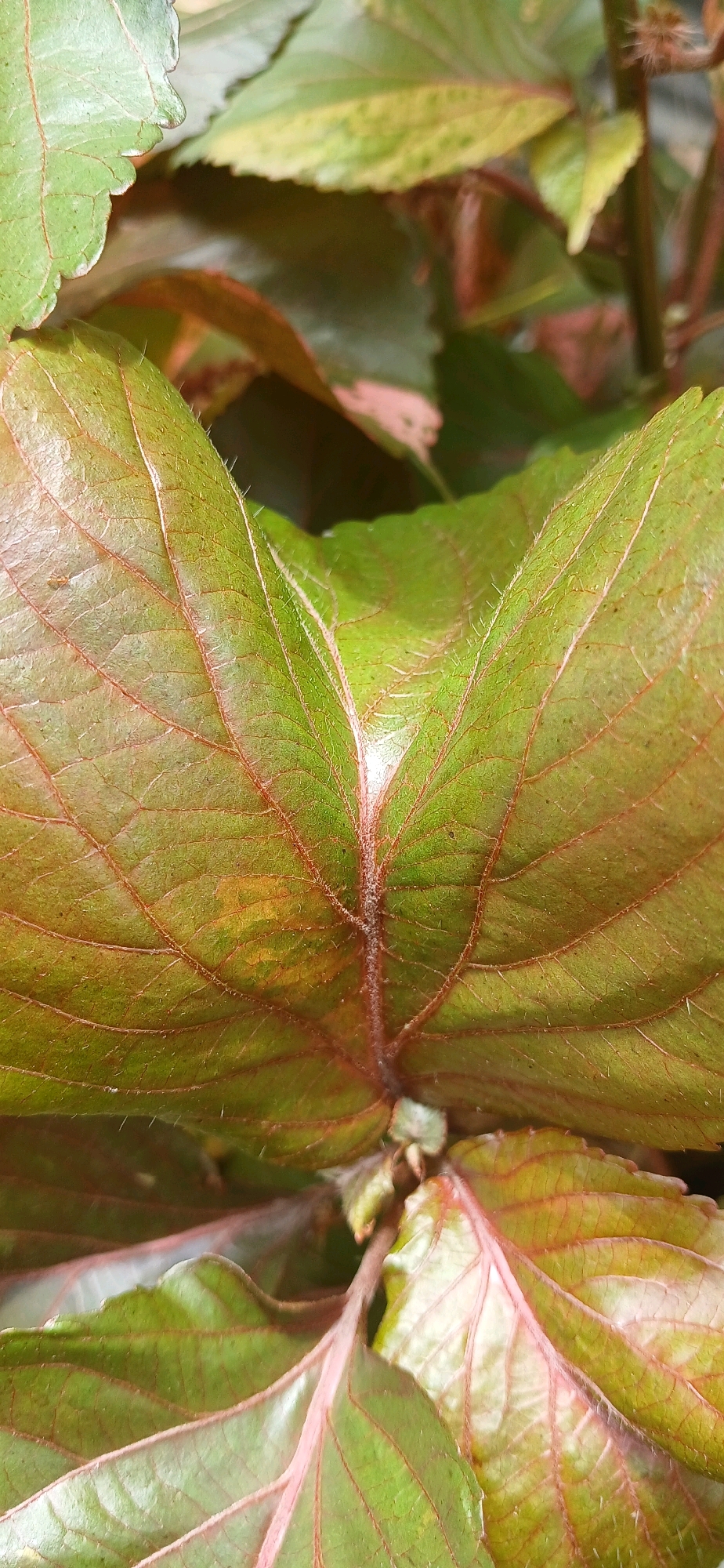 The image is a close-up shot of green leaves with prominent red veins. The leaves are textured and appear to be slightly fuzzy along the edges and veins. Some of the leaves have a reddish-brown hue on their undersides or edges. The background is a blur of more foliage, suggesting a natural setting like a garden or park. There are no people, man-made objects, or discernible geographical features that would indicate a specific location within Darussalam, Indonesia.