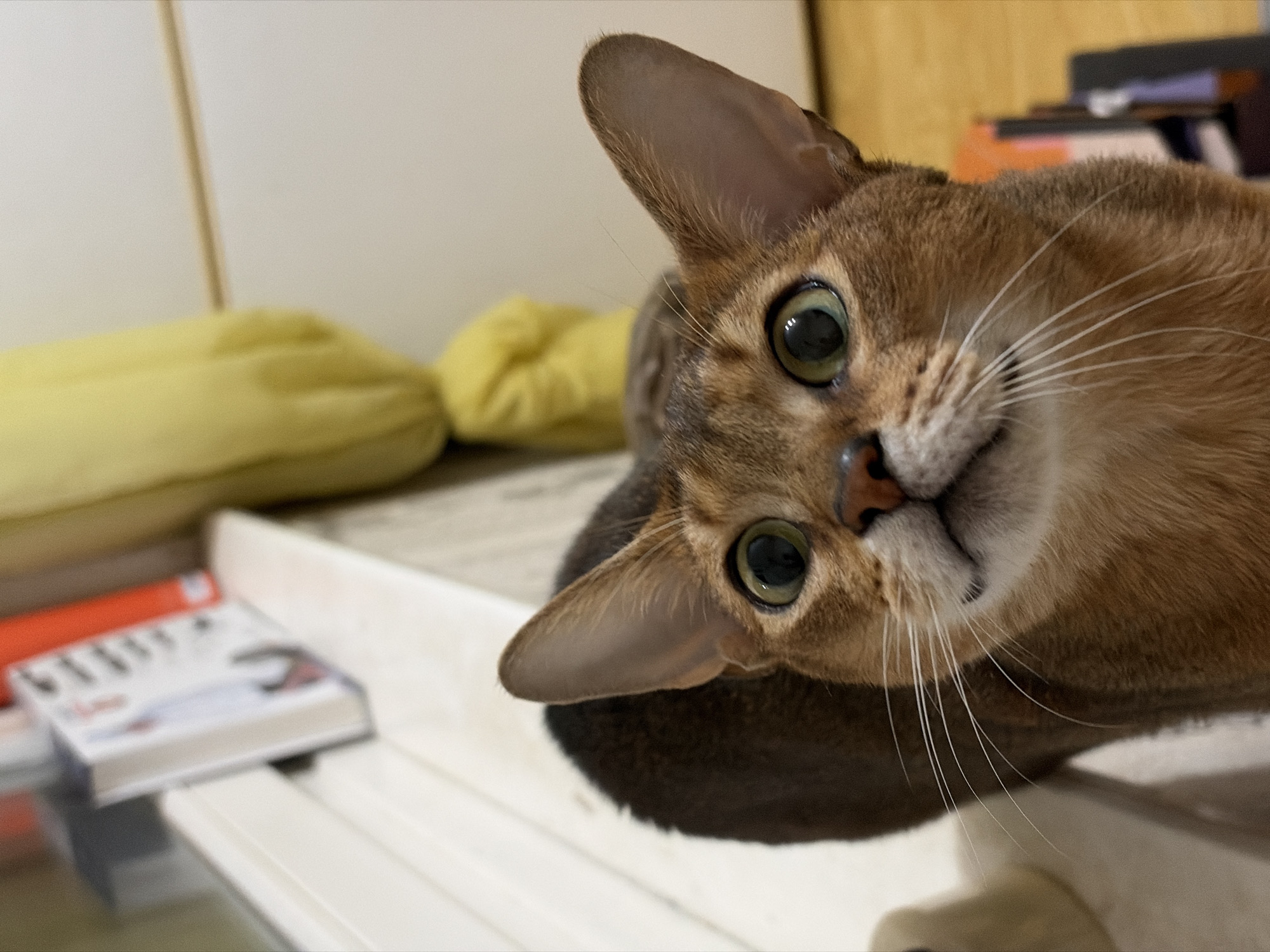 A close-up shot reveals a light brown cat with large, green eyes tilted toward the viewer. The cat's whiskers are long and white, and its nose is a dark pink. It rests on a gray, pillow-like surface. Behind the cat, out of focus, are yellow cushions and books with an orange binder on the edge of the table. The background is blurred, showing a light-colored surface. The location is not evident from the image itself. There is no city or country specified.