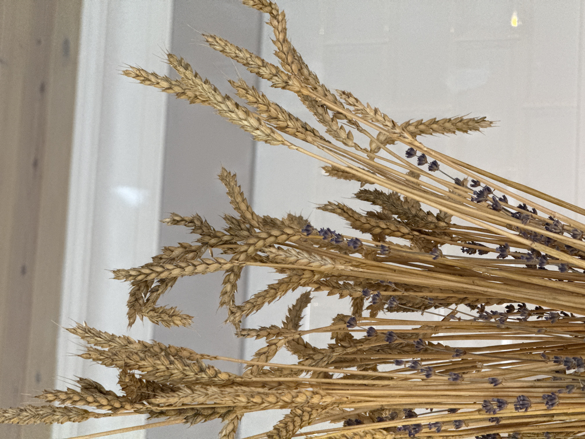 A close-up, vertical, eye-level shot shows a bundle of dried wheat stalks interspersed with small sprigs of lavender. The wheat stalks are golden brown and vary in thickness, with some bearing visible grains. The lavender sprigs are a muted purple and are clustered among the wheat. The background is a softly out-of-focus white surface with a horizontal light-colored wooden beam running across the top. There are no people or discernible actions taking place in the image.