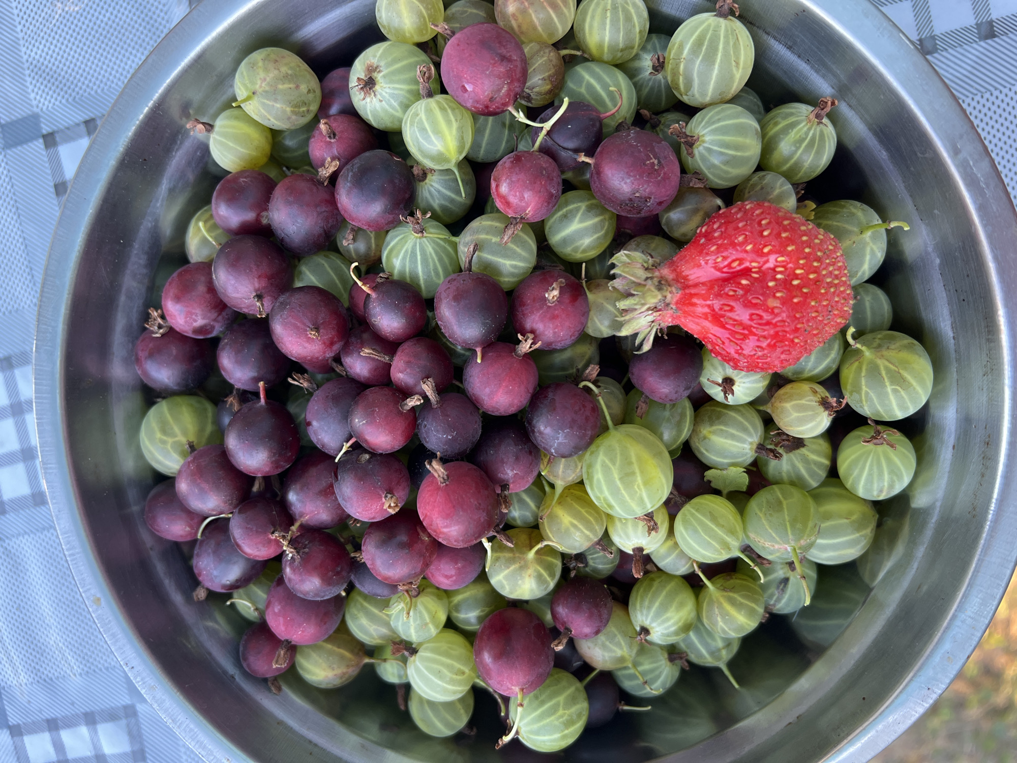 A close-up, high-angle shot shows a metal bowl filled with gooseberries and one strawberry. The gooseberries are a mix of green and dark red/purple. The strawberry is bright red and sits on top of the gooseberries in the bottom center of the frame. The bowl is placed on a tablecloth with a blue and white checkered pattern. The background is out of focus and appears to be outdoors with some greenery visible. There are no people or any indication of a specific location in a city.