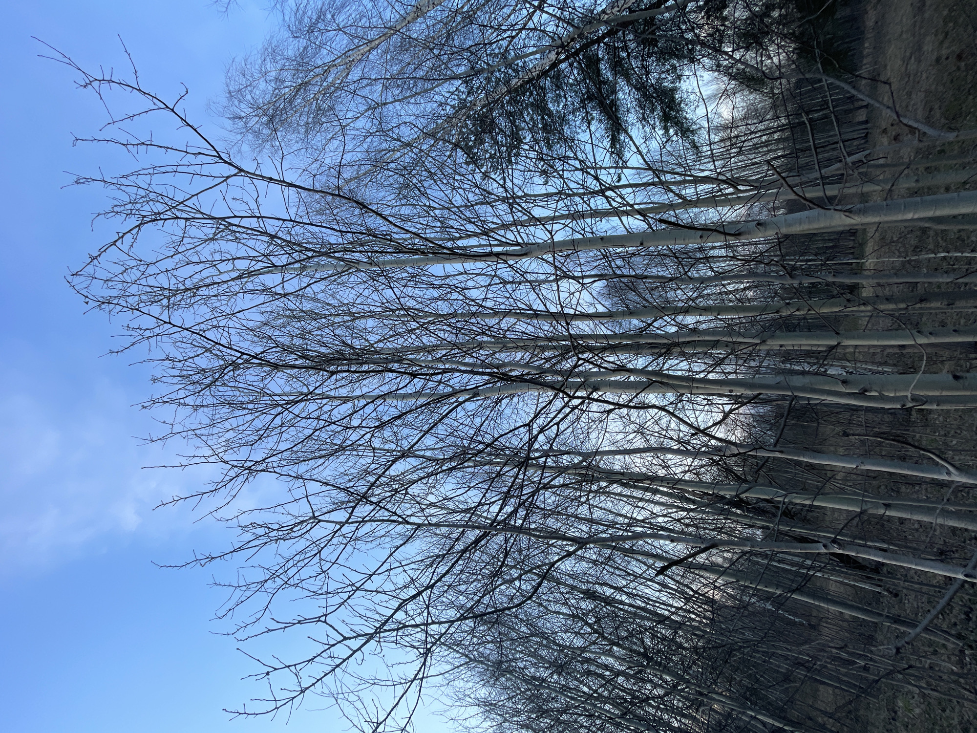 A low-angle shot of a stand of trees with white bark and bare branches against a blue sky. The trees are densely packed, their trunks appearing as vertical lines. In the background, darker green foliage of evergreen trees can be seen. The scene appears to be in a forest or park-like setting during late autumn or winter. Moscow, Russia is not evident in the image.