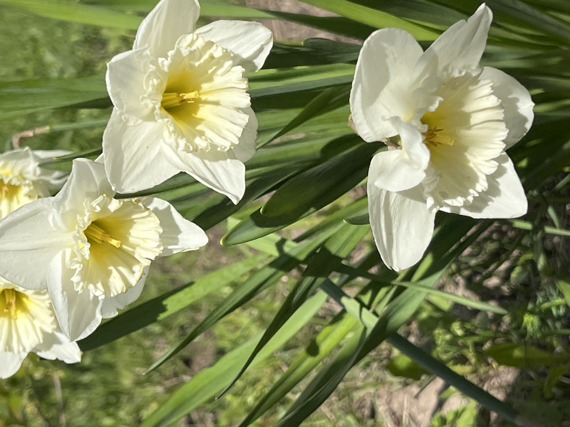 The image shows a cluster of white and yellow daffodils in a garden setting. The daffodils are in full bloom, with their characteristic trumpet-shaped centers and surrounding petals. The leaves of the daffodils are long and green. The background is a blur of green grass and other vegetation. The location is not identifiable from the image.