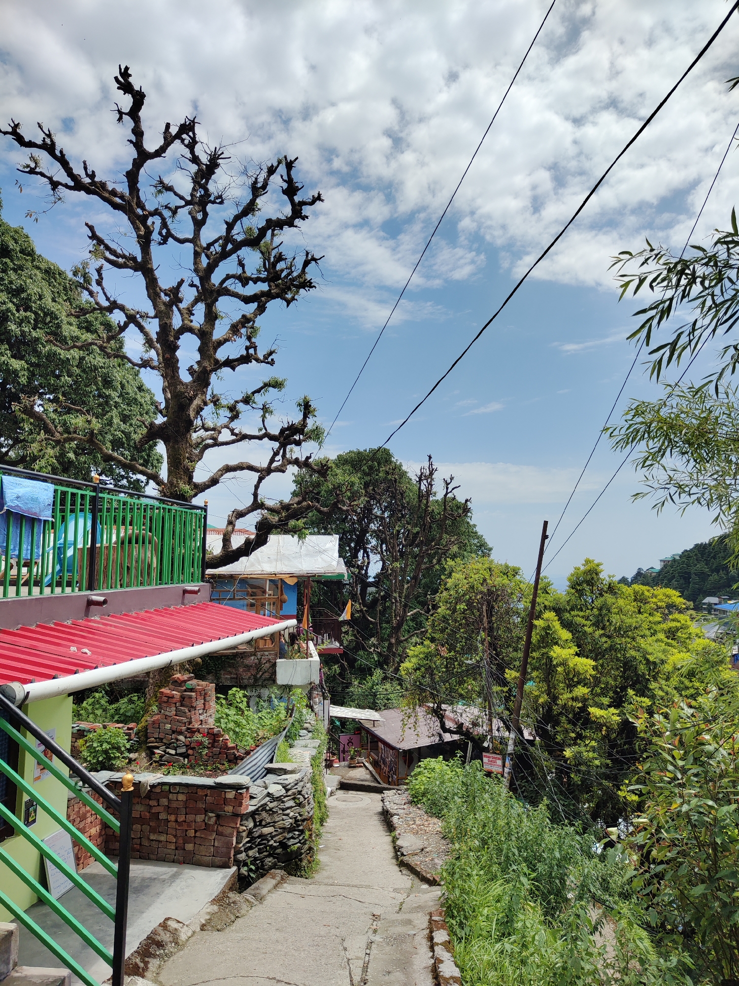 Captured in Bhagsu, India, the image presents a steep concrete pathway descending through a densely vegetated hillside. A vibrant green building with a red roof dominates the left foreground, its green railing contrasting with the weathered brick wall adjacent to the path. A large, bare tree with intricate branches stands prominently beside the building, partially obscuring the sky dotted with white clouds. Overhead, power lines crisscross the frame. The path leads past various structures and lush greenery, hinting at a village setting. The lighting suggests midday, with bright skies and shadows cast by the trees and buildings.