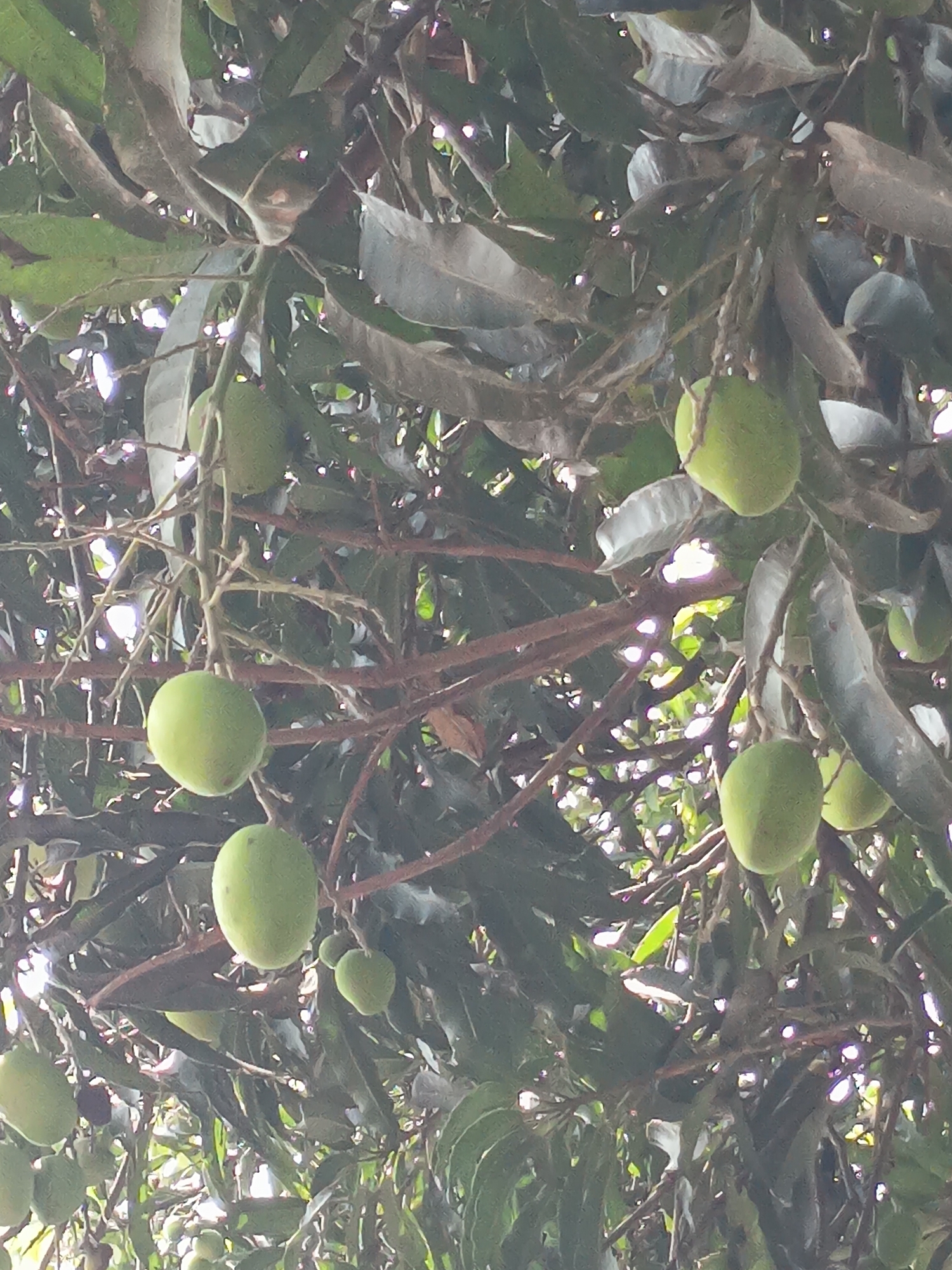 The image shows a close-up view of a mango tree with several unripe, green mangoes hanging from its branches. The mangoes are of varying sizes, with some larger and more developed than others. The tree's leaves are a dark green, and the branches are brown and gnarled. The lighting suggests it is daytime, with sunlight filtering through the leaves, creating highlights and shadows. The scene is natural and appears to be in a rural or suburban outdoor setting, consistent with a location like Kandangjati Wetan, Indonesia, known for its agricultural produce. There are no people or animals visible in the image. The focus is entirely on the mangoes and the tree's foliage.