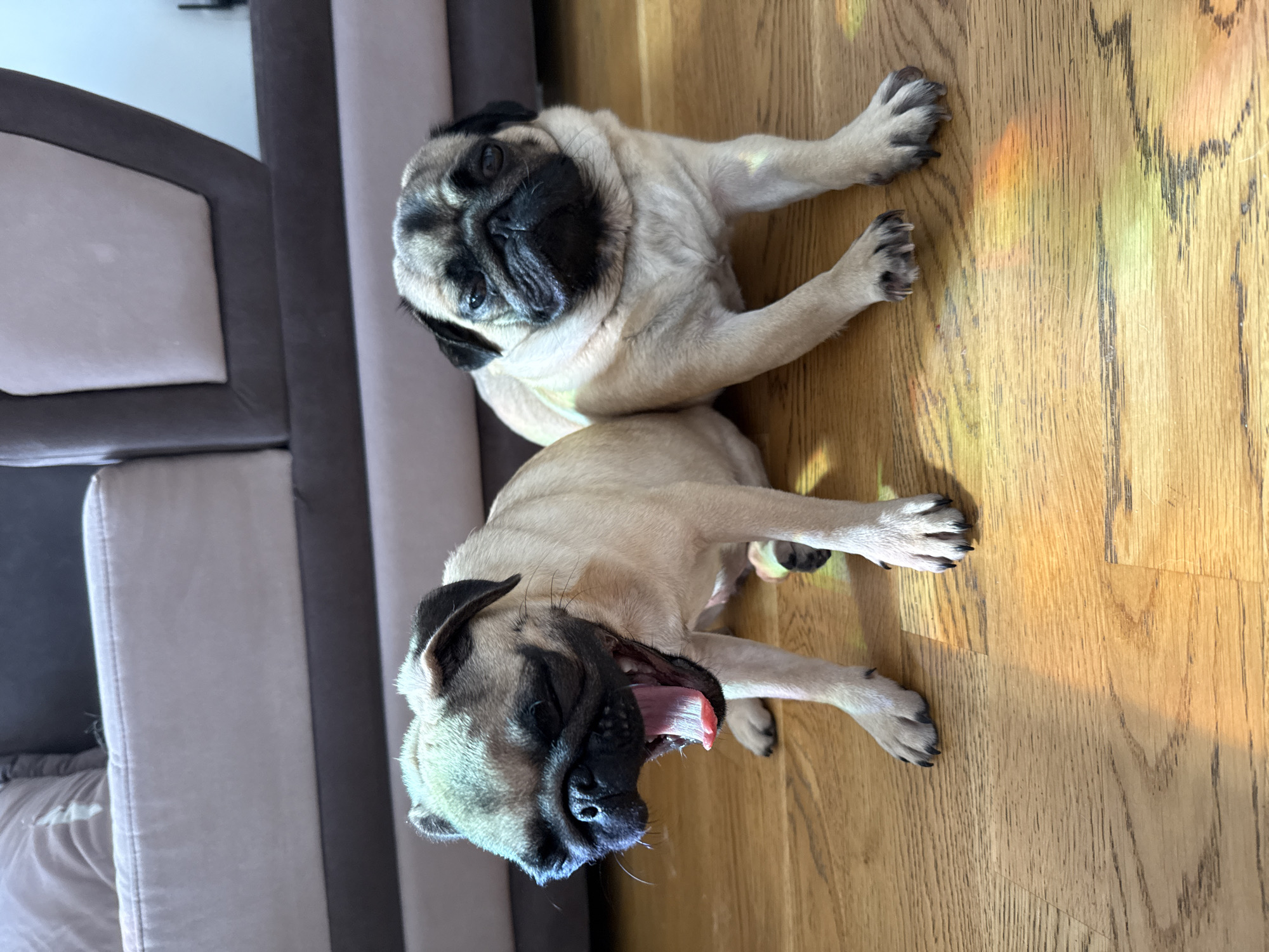 Two pugs are sitting on a wooden floor in front of a sofa. The pug on the left is yawning widely, showing its tongue and teeth. The pug on the right is looking directly at the camera. The environment is indoors, possibly a living room, with natural light creating colorful reflections on the floor.