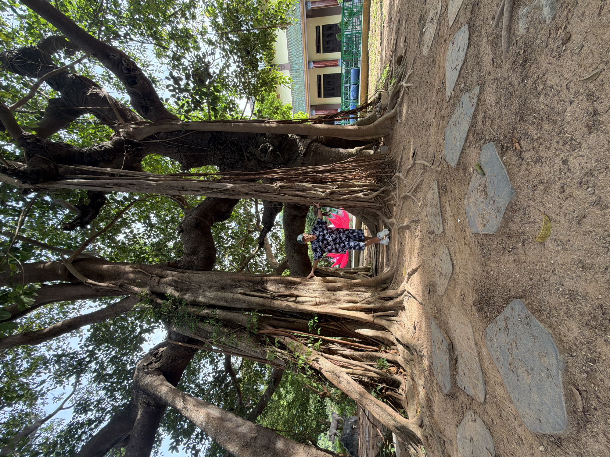 A ground-level, eye-level, full, and wide outdoor shot shows a person standing amidst the exposed roots of a large banyan tree in Đà Nẵng, Vietnam. The ground is earthen with scattered stone slabs.
The tree is a large banyan with many thick, above-ground roots that form a tunnel-like passage. A person wearing a dark patterned shirt and white shoes stands approximately in the center of this root tunnel. Behind the person is a glimpse of a building with green roofing and brown walls. The sky is visible through the tree's branches and leaves above.