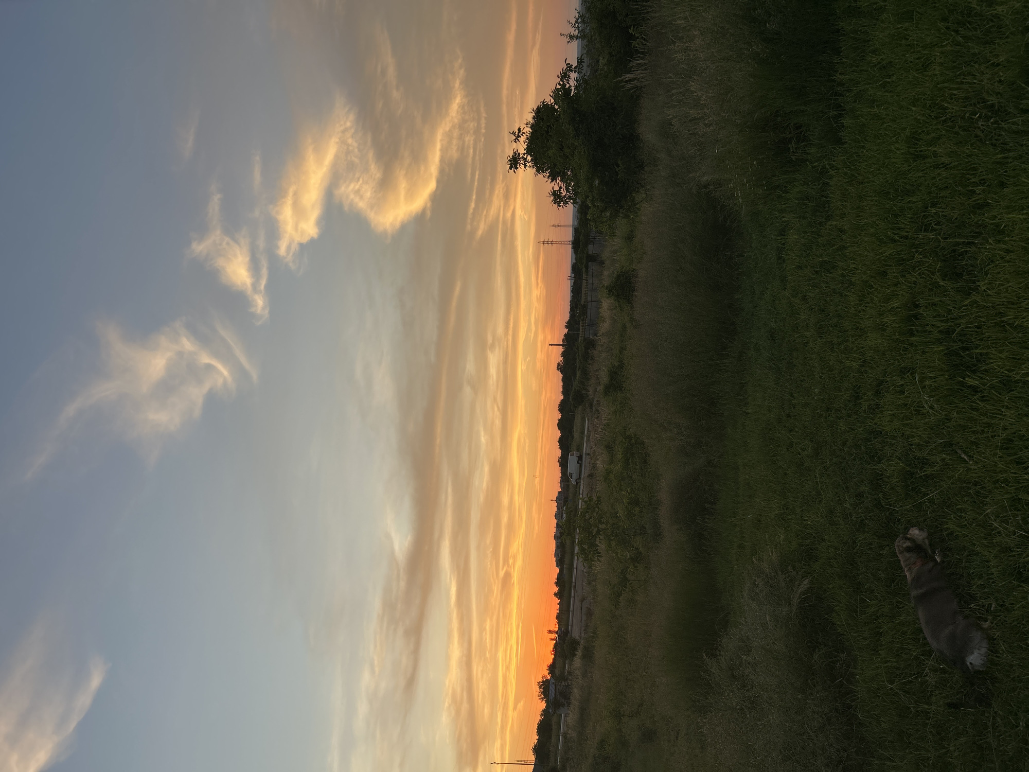 A dog is lying on the grass in a field. The sun is setting in the background, casting an orange glow across the sky. There are some trees and buildings in the distance.