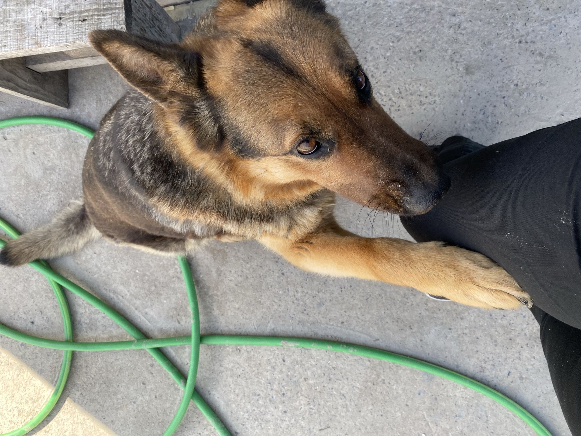 The image presents a high-angle view of a short-haired dog, resembling a German Shepherd, with a multi-toned coat of brown, black, and tan. The dog is positioned towards the center-left, looking upwards with expressive brown eyes and an attentive gaze. Its head is slightly tilted, and one of its front paws rests gently on a person's leg, which is visible on the right side of the frame, clad in black trousers. This interaction suggests the dog is seeking attention, affection, or awaiting a command from the unseen individual.
The setting is an outdoor paved area, likely concrete, with a light grey, speckled texture. A bright green garden hose is coiled across the ground, winding beneath the dog's body and tail. In the upper left corner, a section of a rustic wooden structure, possibly a pallet or a bench, is visible. The lighting appears bright and natural, indicating daytime, possibly with an overcast sky or high sun. The scene depicts a moment of connection between the dog and its owner in a casual, utilitarian outdoor space. The location context for this scene is Tyumen, Russia. No visible text is present in the image.