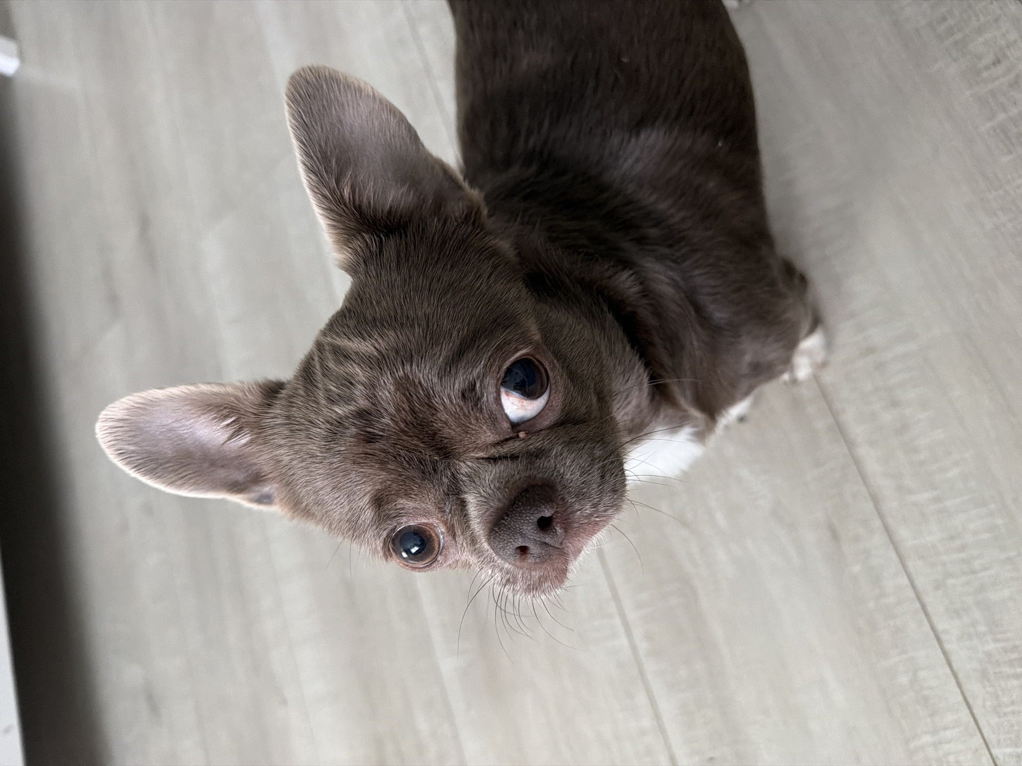 A brown Chihuahua with erect ears looks upwards. The dog has large, dark eyes and a black nose with long whiskers. Patches of white fur are visible on the dog's chest and paws. The dog is positioned on a light-colored, wooden floor. The location is not discernible as Votkinsk, Russia.