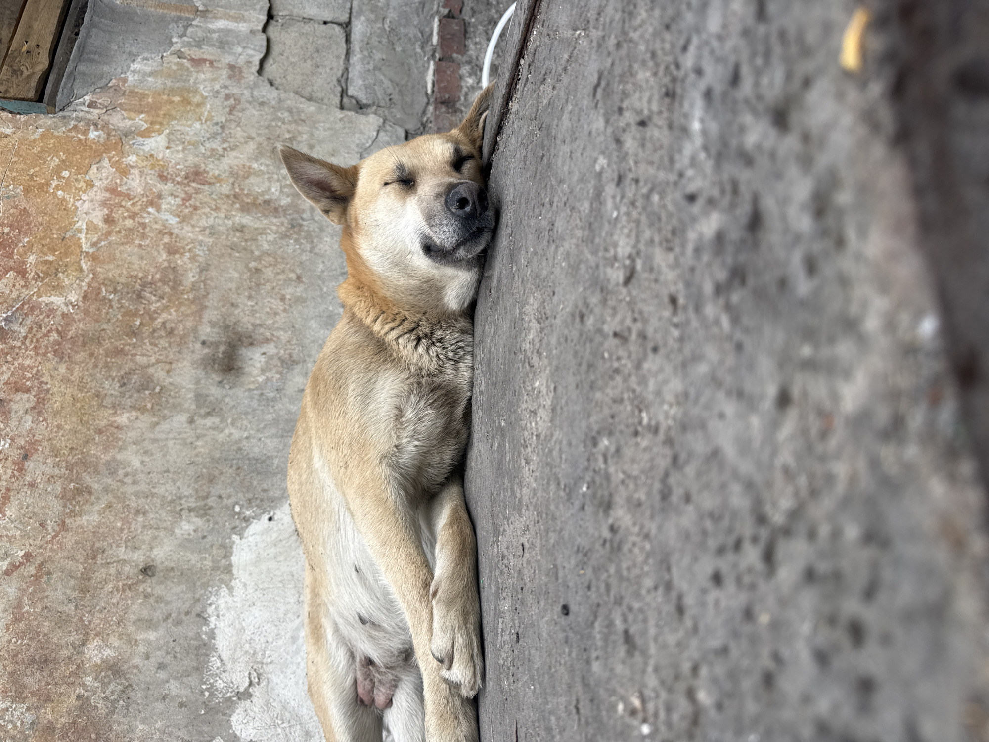 A tan dog sleeps peacefully on a concrete surface next to a weathered, textured wall. The dog is lying on its side with its eyes closed and its head resting on the ground. Its fur is short and appears to be clean. The wall behind the dog is made of rough, uneven material with patches of discoloration and cracks. The foreground is dominated by the concrete surface, which is a dull gray color and shows some signs of wear and tear. The overall impression is one of quiet repose in an urban or rural setting. The image is well-lit, with natural light illuminating the scene.