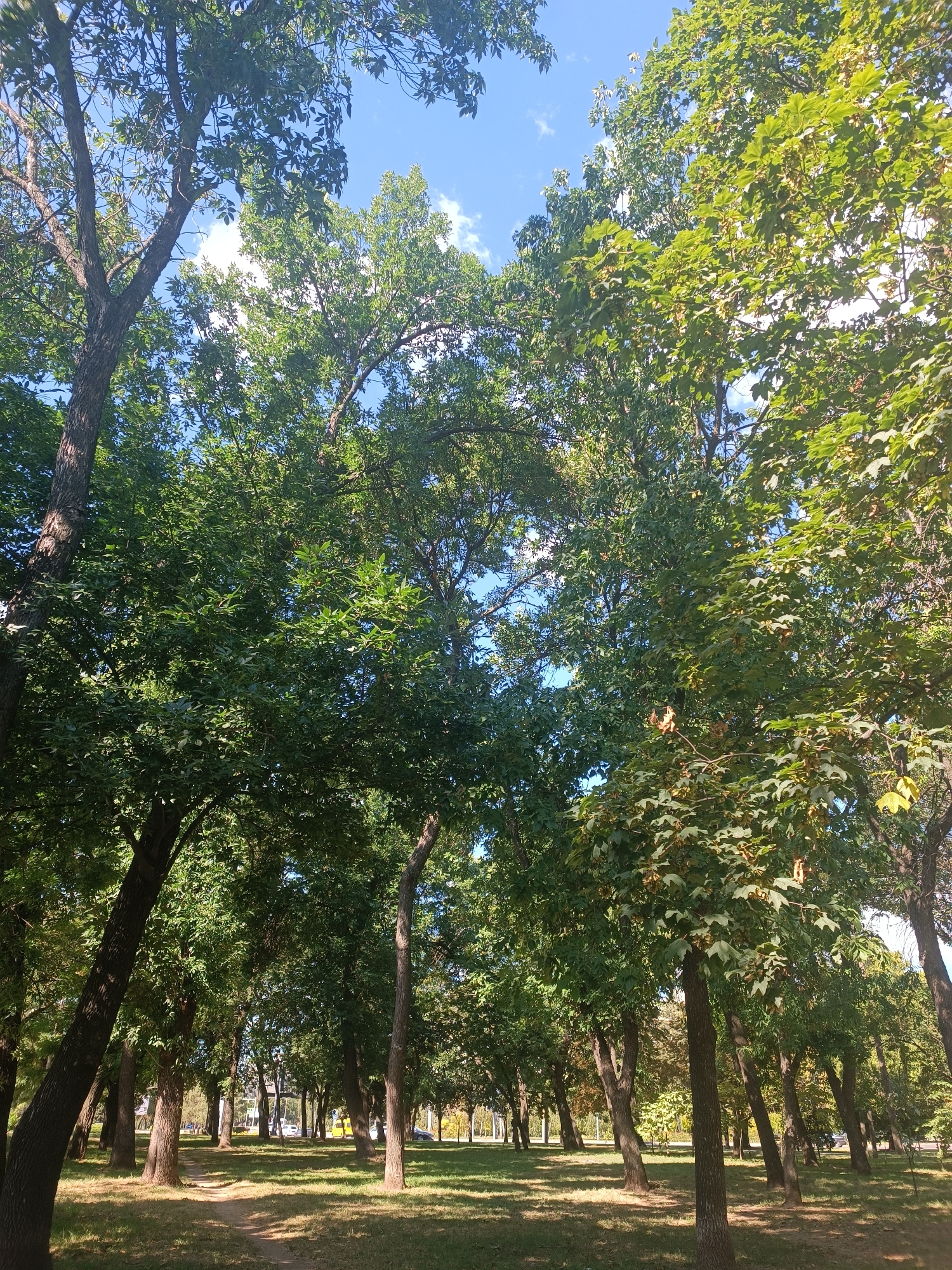 This image depicts a sunlit park in Zaporizhzhia, Ukraine. Tall, leafy trees dominate the foreground and midground, their branches forming a canopy against a bright blue sky with scattered white clouds. A dirt path winds through the grassy park, leading towards the background where more trees and some buildings are visible, along with a yellow vehicle and a car on a road. The overall impression is one of a peaceful, natural setting within an urban environment.