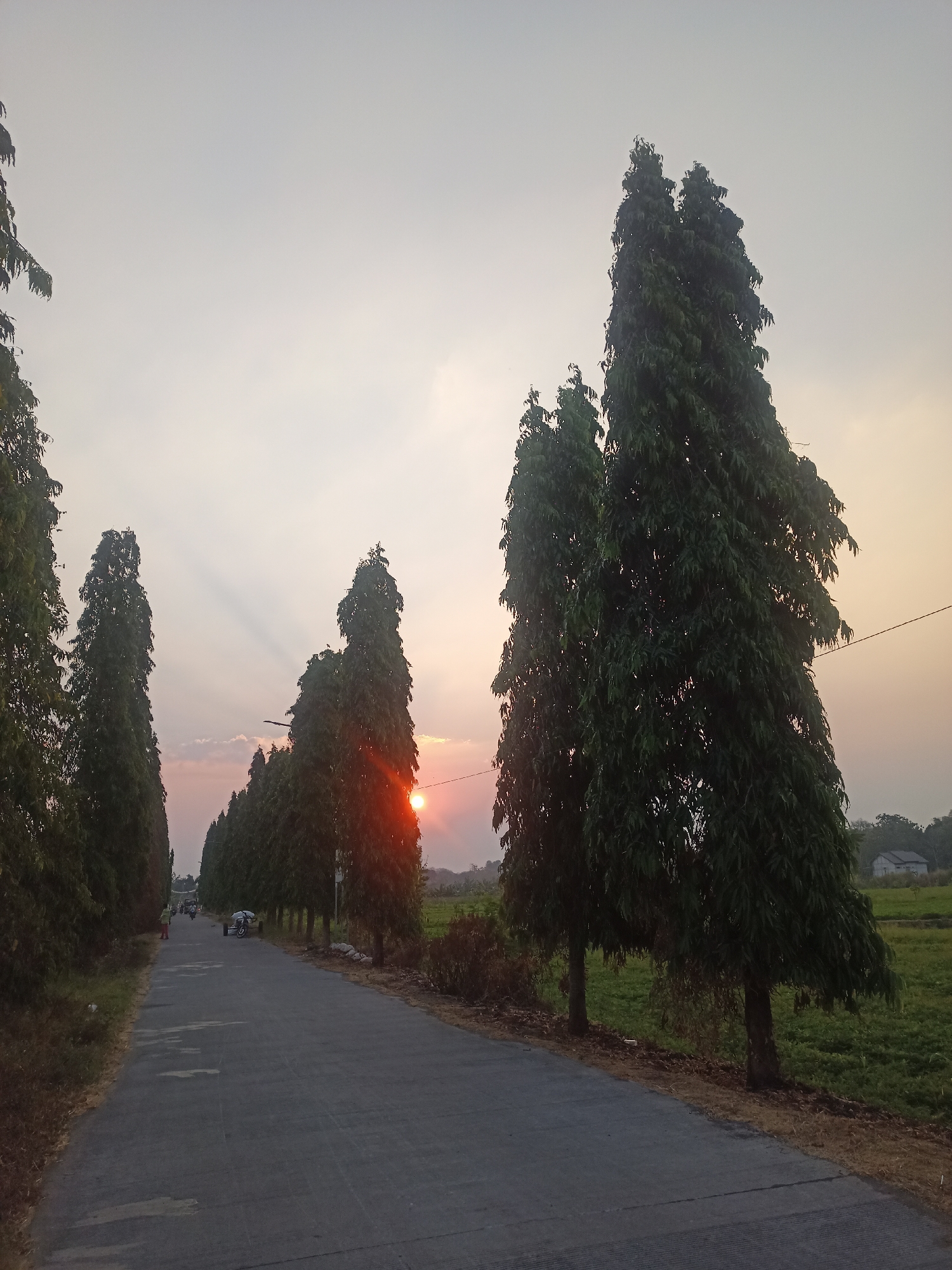 The image depicts a rural road in Sambiduwur, Indonesia, lined with tall, conical trees. The sun is setting, casting a warm glow on the scene and creating lens flare as it peeks through the trees. The sky is a pale orange and grey, with subtle rays of light emanating from the sun. The road appears to be paved with asphalt and shows some wear and tear. There are a few people and motorcycles on the road, suggesting it is a pathway for local travel. To the right of the road, a field of green crops stretches out, and a small house with a white roof is visible in the distance. The overall atmosphere is peaceful and serene, capturing a moment of twilight in a rural Indonesian setting.