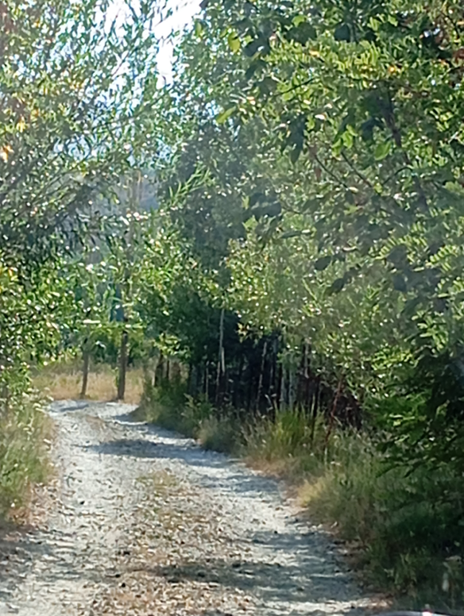 The image depicts a dirt path winding through a dense forest. The path is uneven and covered with small stones and debris. On either side of the path, tall trees with lush green foliage create a canopy, casting shadows on the ground. The sunlight filters through the leaves, creating a dappled effect. In the background, the trees continue, with some taller ones visible in the distance. The overall impression is one of a natural, somewhat secluded environment. The specific location in Yangikurgan, Uzbekistan, is not discernible from the visual information in the image. There are no people or animals visible in the scene.