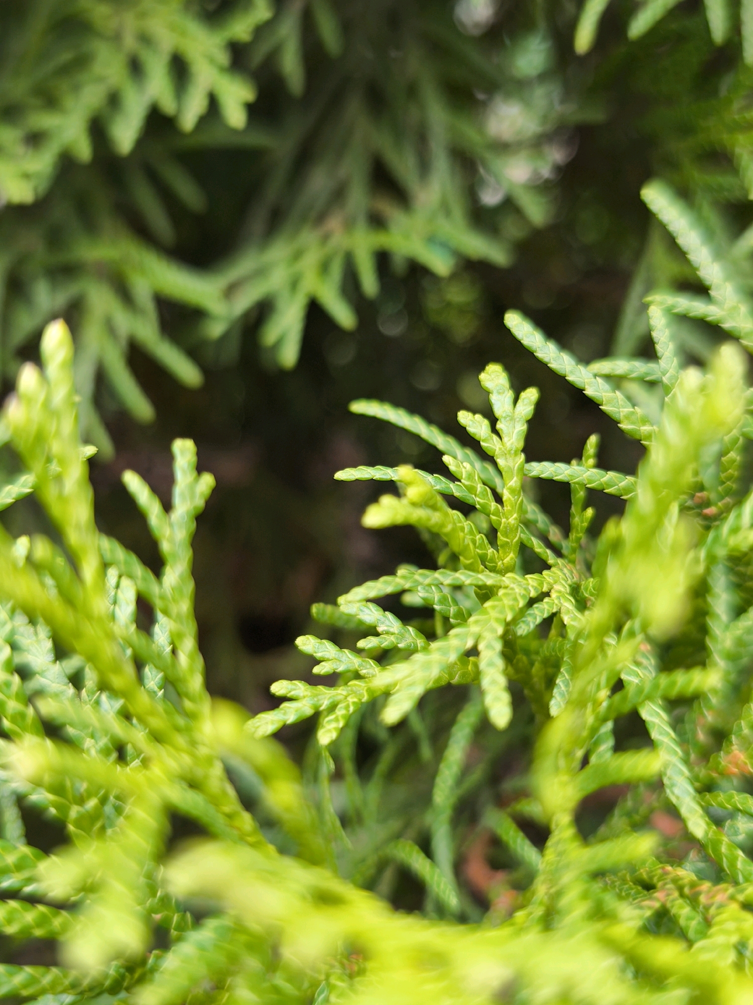 The image is a close-up, shallow depth-of-field photograph of bright green evergreen foliage, likely from a coniferous tree such as a cypress or juniper. The branches are densely packed with small, scale-like leaves that give them a feathery appearance. The lighting highlights the vibrant green color and the intricate textures of the leaves. The background is dark and out of focus, creating a strong contrast with the sharp, detailed foreground. The image does not contain any people, actions, or interactions. There is no information in the image that would allow for determining a specific location within the city of Mahilyow, Belarus.