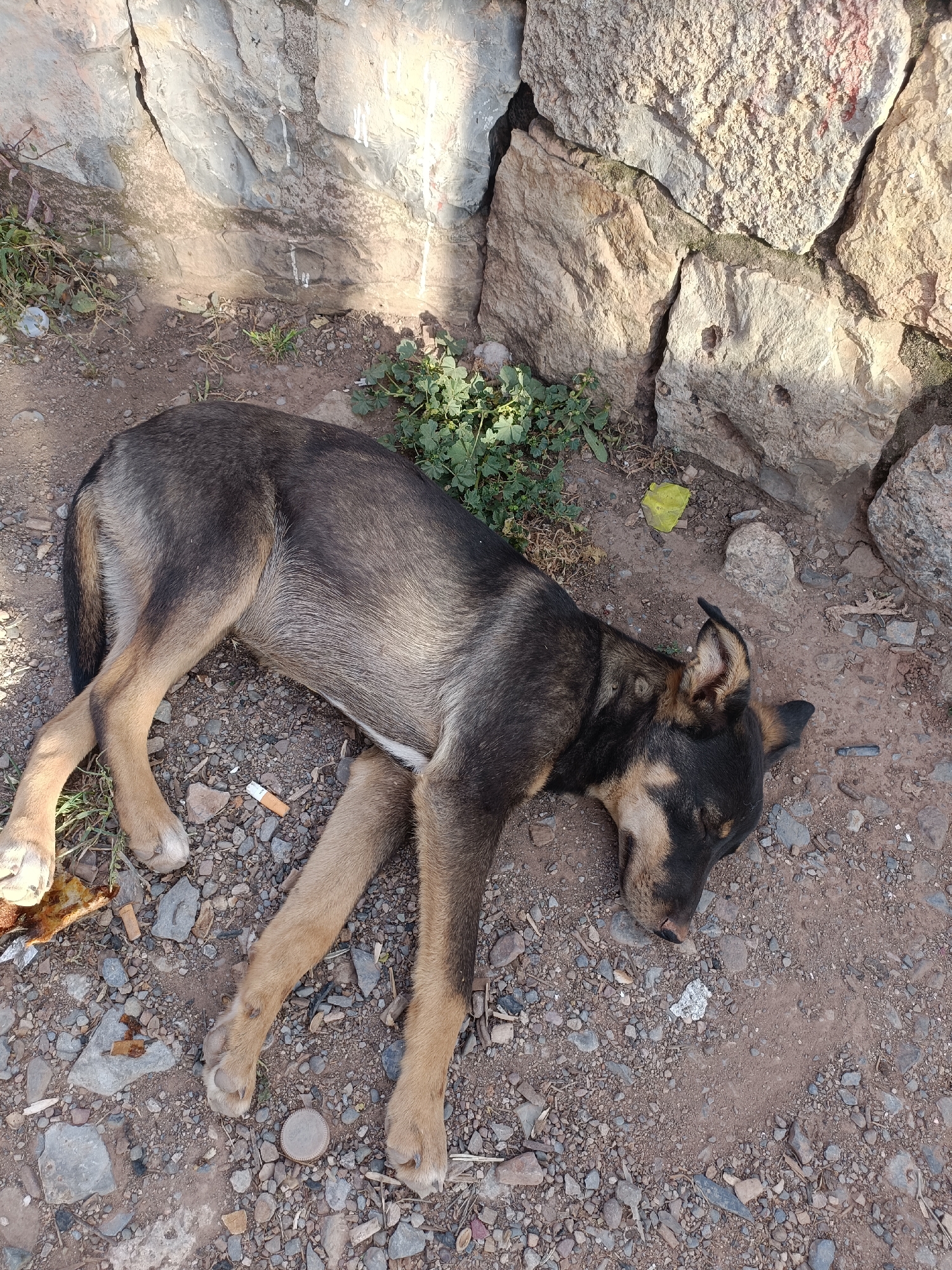 A medium-sized, short-haired dog lies prone on a patch of mixed dirt and gravel at the base of a rough stone wall. The dog's fur is dark along its back, transitioning to a lighter tan on its legs. The dog's eyes are closed, suggesting it is sleeping or resting. Litter is scattered around the dog including cigarette butts, and a scrap of yellow plastic. Green vegetation grows between the dirt and gravel and the wall. The location is an outdoor area in the city of Bin El Ouidane, Morocco.