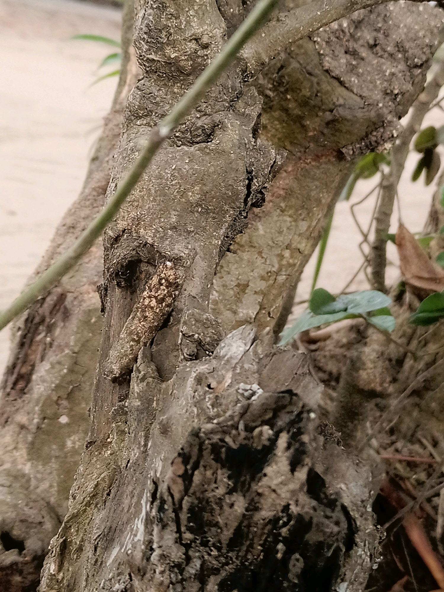 The image shows a close-up of a textured tree trunk with a small, elongated object attached to its bark. The object is brown and speckled with lighter brown and white, resembling a piece of bark or a caterpillar's casing. The tree trunk is rough and appears weathered, with visible cracks and crevices. Green leaves and thin branches are visible in the background, suggesting an outdoor environment. The lighting is natural, casting shadows on the textured surface of the tree. No people or distinct actions are depicted. The scene is a naturalistic detail of a tree in an unspecified urban setting.