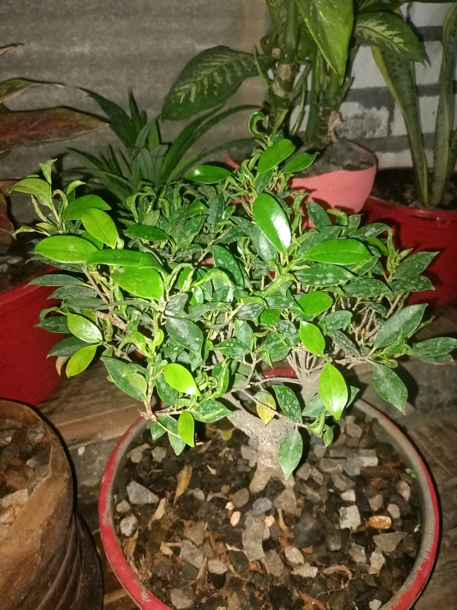 This is a close-up, eye-level, indoor photograph of a small bonsai plant. The plant is in a red ceramic pot, which is filled with soil and small grey stones. The bonsai has dark brown bark and numerous small, glossy green leaves. In the background, other potted plants are visible, including a plant with large, broad leaves and a snake plant with variegated green and yellow leaves. The wall behind the plants appears to be made of concrete blocks. The lighting is dim, suggesting it might be evening or nighttime. The overall scene is calm and domestic. The location is the city of Wadeng, Indonesia.