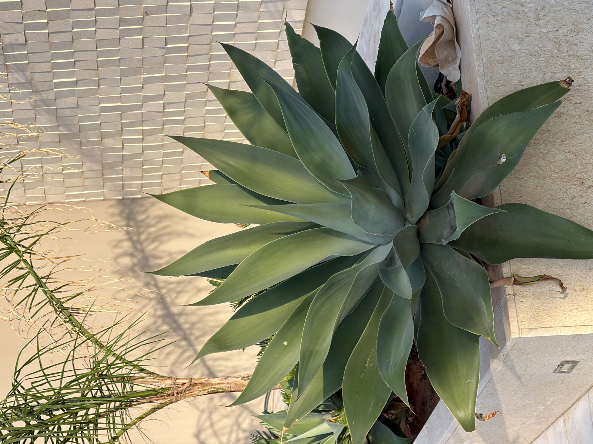 In the city of Viglafia, Greece, an Agave attenuata plant, characterized by its large, fleshy, pale green leaves, is prominently displayed in a light-colored planter. The planter appears to be made of stone or concrete and is situated outdoors. To the left of the agave, a small palm tree with thin fronds is visible, its trunk secured with twine. Behind the plants, a textured wall with a repeating pattern of light-colored rectangular tiles creates a backdrop. The scene is illuminated by natural sunlight, casting shadows on the wall and highlighting the textures of the plants and the wall. The overall environment suggests a well-maintained outdoor space, possibly a garden or a courtyard.
