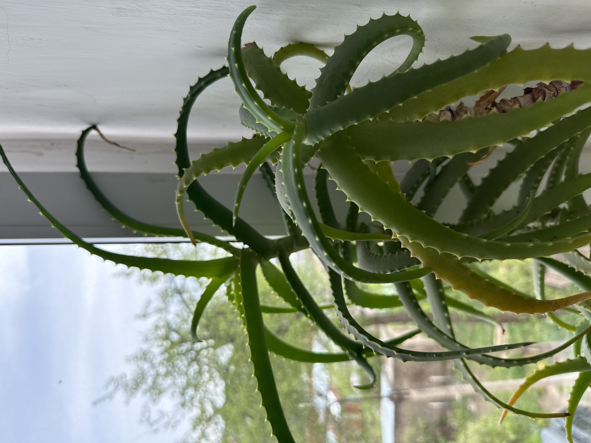 A close-up shot captures an aloe vera plant, its spiky, green leaves reaching towards a white windowsill. The plant appears to be indoors, positioned near a window, with an outdoor scene visible in the background, including trees and a building. The sky is overcast. Given the requested location of Votkinsk, Russia, it is presumed that the photo was taken in that city.