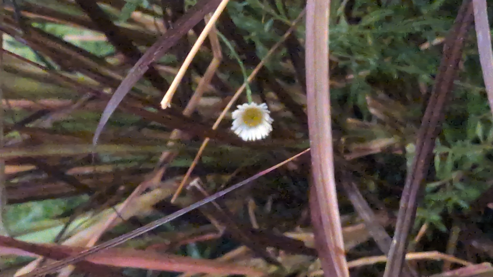 A close-up shot depicts a solitary daisy-like flower with white petals and a yellow center, suspended delicately amongst a thicket of dry, brown blades of grass or reeds. The flower droops slightly, suggesting it may be past its prime or weighed down by moisture. The background is a blur of green foliage, possibly other plants or ground cover, out of focus. The location and city of Da Lat, Vietnam are not discernible from the image itself.