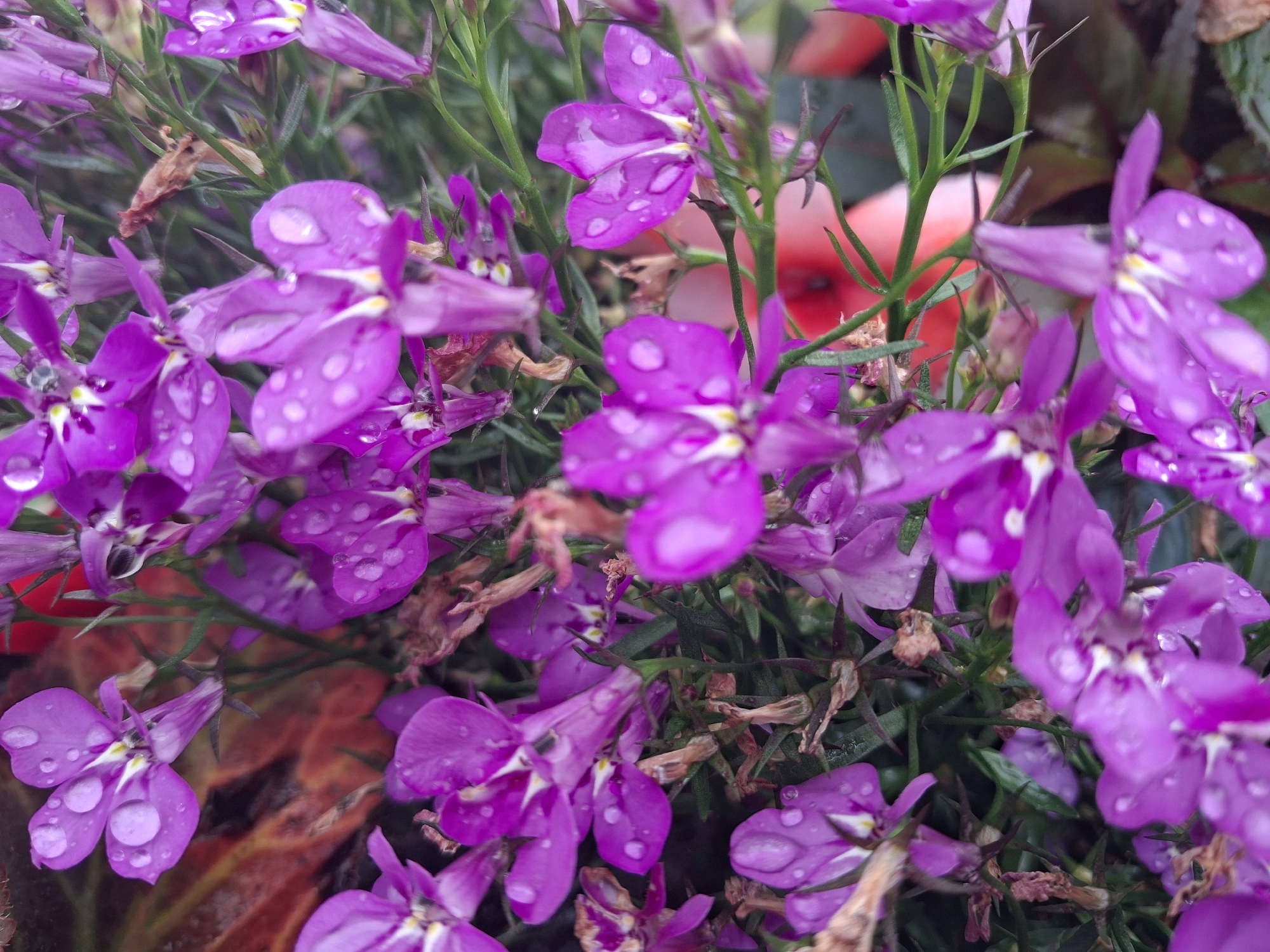 The image displays a close-up view of a cluster of small, vibrant purple flowers, likely lobelia, covered in water droplets, suggesting recent rain or watering. The flowers have delicate, five-petaled blooms with white markings at their centers. They are clustered on thin, green stems, interspersed with dried brown foliage. The background is softly blurred, with hints of red and darker green, suggesting other plants or garden elements. The overall impression is of a lush, natural setting, possibly a garden bed or container planting in Gatineau, Canada.