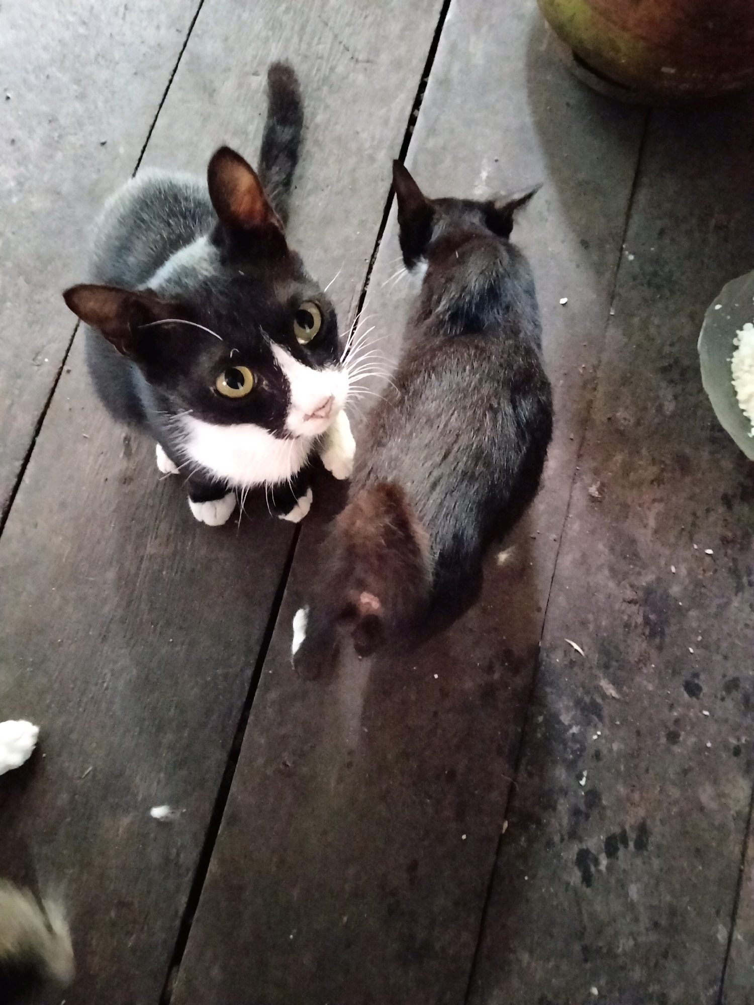 This image captures a top-down view of two domestic cats on a weathered wooden surface, likely a floor or deck, in what is implied to be Teluk Pambang, Indonesia. The cat in the foreground is black and white with striking green eyes and is looking directly up at the camera, its front paws extended. Its fur is predominantly black with a white chest, muzzle, and paws. To its right and slightly further back is a black cat, also with green eyes, seen from above and behind. This cat is curled slightly, facing away from the camera. The wooden surface exhibits visible grain and appears aged, with some dark spots and debris scattered across it. In the background, a portion of a large, round object, possibly a pot or container, is visible, as well as a glimpse of a bowl with white, granular contents, likely food. The lighting suggests an indoor or shaded outdoor environment.