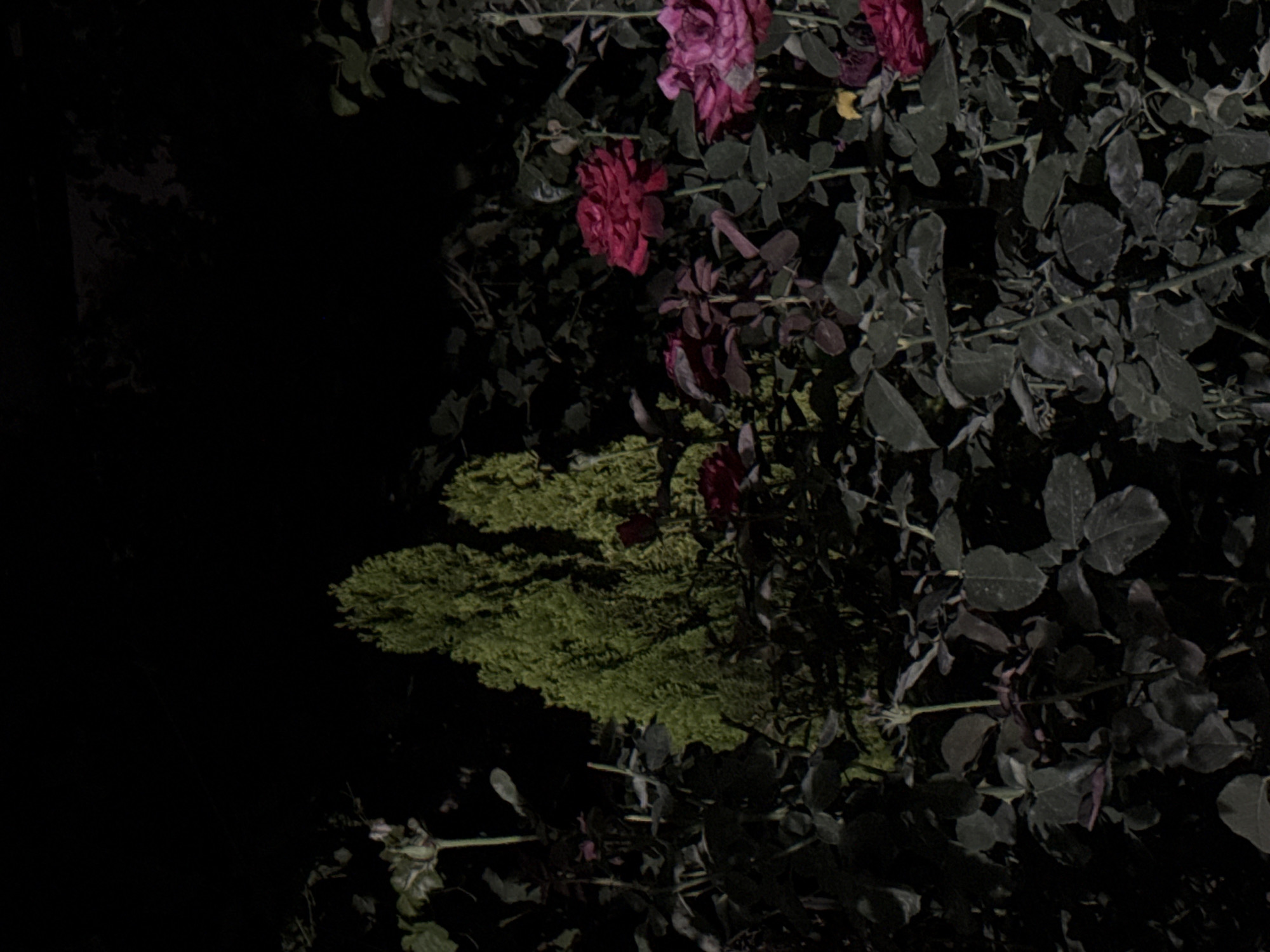 An outdoor, low-light, full-frame photograph captures a dense garden scene at night. Dominating the foreground and midground are numerous dark green rose bushes, their leaves appearing somewhat muted and dusty. Interspersed among the rose bushes are several vibrant red and deep pink roses in bloom, some fully open and others in bud. The rose bushes vary in density, with some areas appearing thick and bushy and others more sparse. Behind the roses, two tall, narrow, bright green coniferous trees stand out against the dark background. The top portion of the image is completely black, obscuring any view of the sky or surrounding environment. There are no people or animals visible in the scene. The overall impression is that of a moonlit or artificially lit garden at night, possibly in Vostok, Kyrgyzstan, emphasizing the textures and colors of the flora.