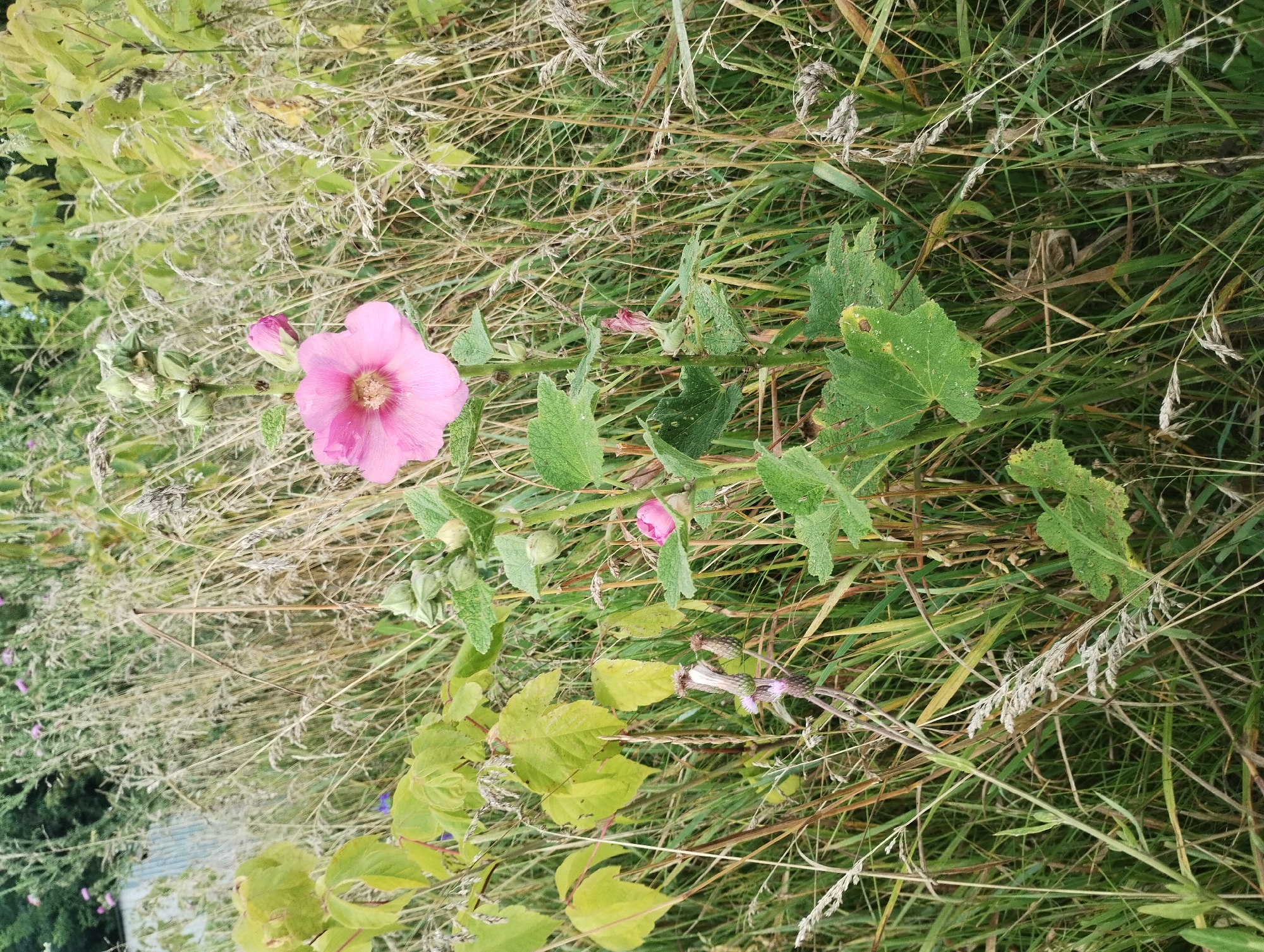 A pink hollyhock flower blooms in a field of tall dry grass and green foliage. The flower is in focus and positioned in the center-right of the image, with its petals open and stamens visible. A pink bud is attached to the stem above the bloom. To the left, a cluster of dried thistle heads with purple remnants and a plant with large green leaves are visible. In the background, the field continues with more dry grass and some green and yellowing leaves. A portion of a corrugated metal fence is barely visible on the far left edge of the image. The scene is an outdoor environment, likely in a natural or semi-natural setting, such as a meadow or unkempt garden. There are no people or animals present. The lighting suggests it is daytime. The context of Sumy, Ukraine is not visually inferable from the image itself.