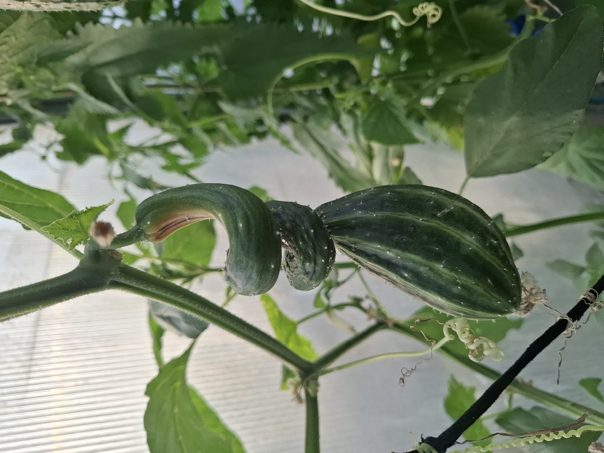 This media file captures a close-up view of two cucumbers growing on a vine. The cucumbers are green, with lighter green stripes and small white bumps. One cucumber is curled and attached to the vine, while the other is larger and also attached. The vine is green and fuzzy, with tendrils reaching out. In the background, out-of-focus green leaves and a white, translucent surface are visible. The lighting suggests it could be daytime, possibly in a greenhouse or under artificial light due to the uniform brightness and the appearance of the background. The image is oriented such that the cucumbers appear to be growing upwards from the bottom of the frame. There is no visible text in the media file.