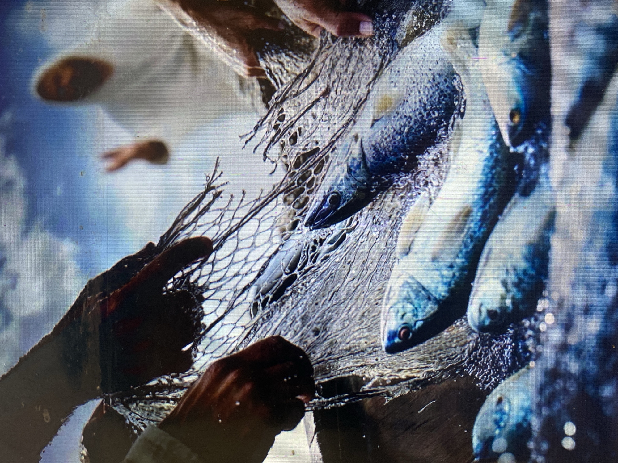 The image shows several people in a boat with a net full of fish. The people are pulling the net out of the water, and the fish are thrashing around. In the background, a person in a white robe is visible, with their hand raised. The sky is blue with some clouds. The image does not contain any information that would allow for the determination of the location in the city of North Jakarta, Indonesia.