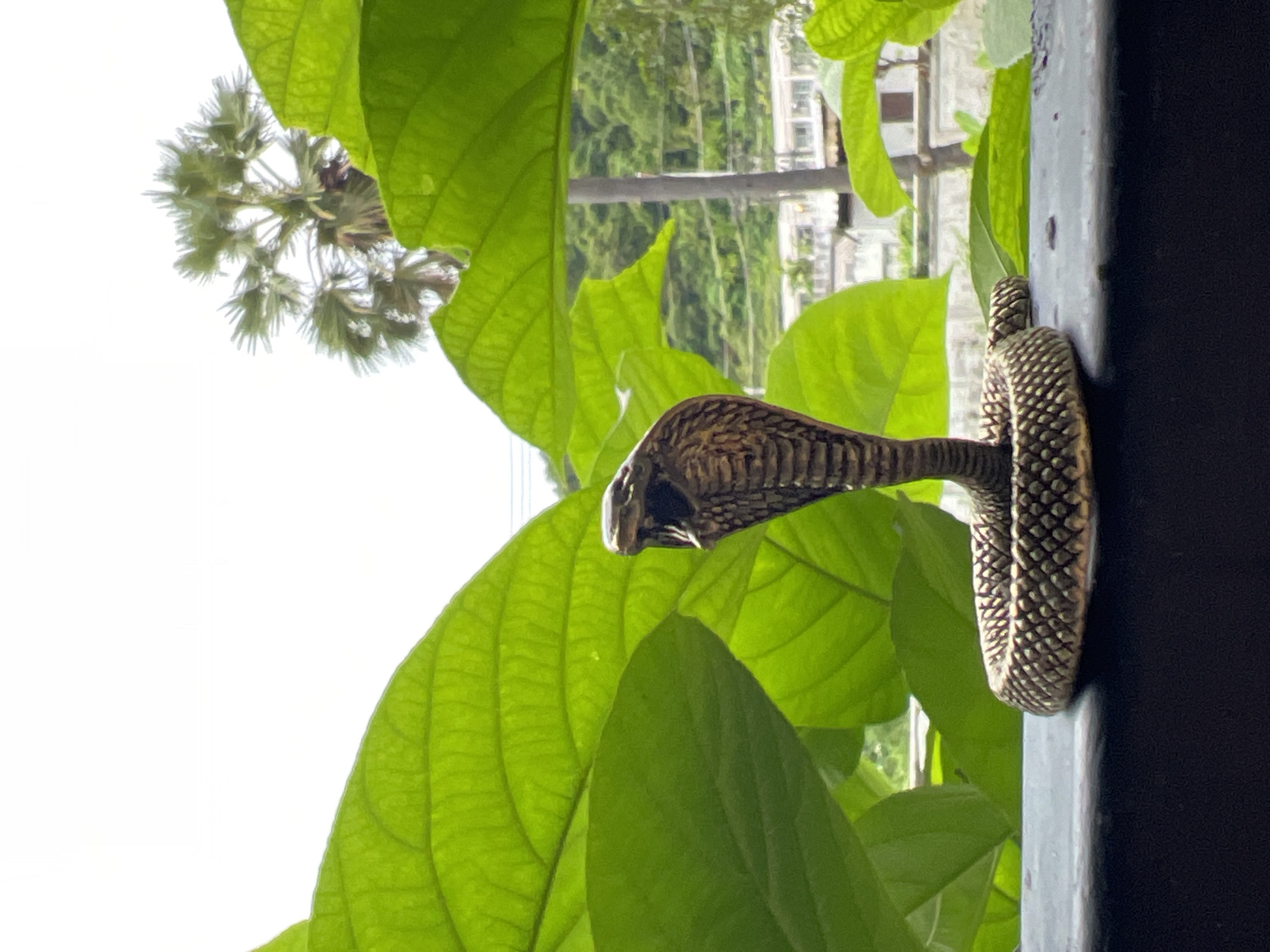 An ornamental, brass-colored cobra statue, with its hood flared and mouth open, is positioned on a dark, flat surface in the foreground. The statue is centrally located, with large, vibrant green leaves framing the scene from the left and right. In the background, a blurry landscape is visible, featuring trees, buildings, and a bright sky. The overall impression is a still-life arrangement, possibly outdoors, with tropical foliage suggestive of a location like Karon, Thailand.