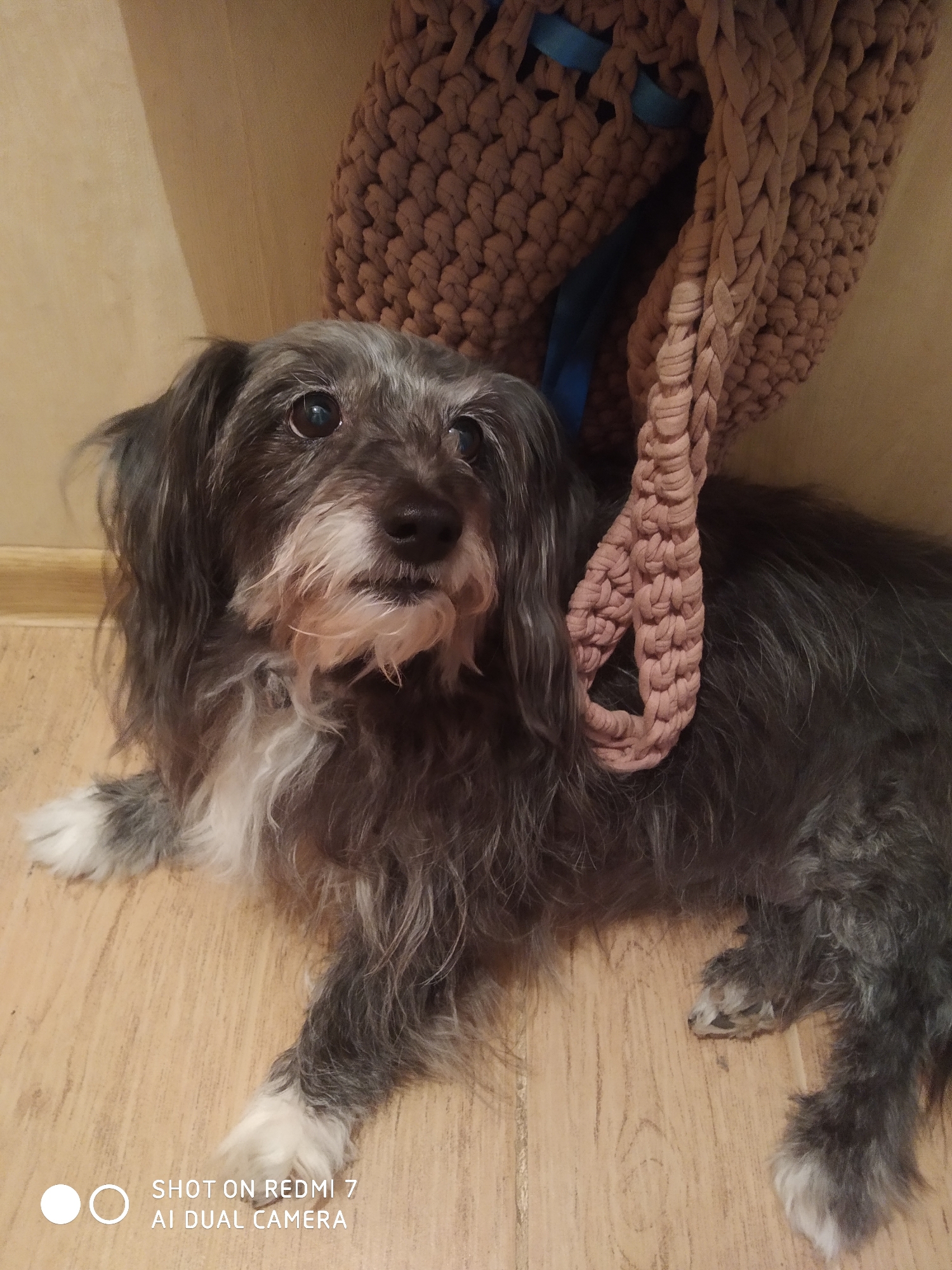 A medium-sized, gray and white terrier mix is lying on a wooden floor. The dog has long, shaggy hair, white paws, and a white muzzle. A knitted bag with blue straps is hanging behind the dog. The location is Chaikovsky, Russia.