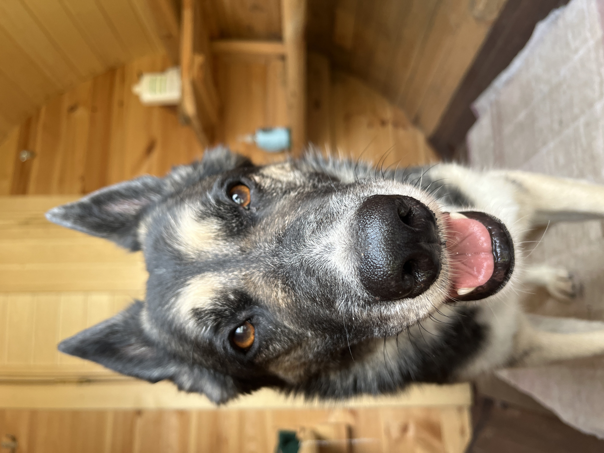 A close-up, eye-level shot shows the face of a large dog with gray, black, and tan fur. The dog's mouth is open, revealing a pink tongue. The background consists of wooden walls and shelves, suggesting an indoor setting. No specific location within Nizhny Tagil, Russia, can be identified from the image.