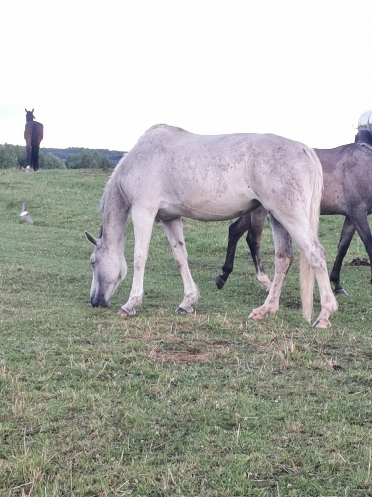The image displays a herd of horses grazing in a field. A light-colored horse in the foreground is bent down, eating grass, with another horse partially visible behind it. In the distance, a dark-colored horse stands facing away from the camera. The environment is a grassy field with a line of trees in the background. The sky is overcast. The scene is located in Galinė, Lithuania.