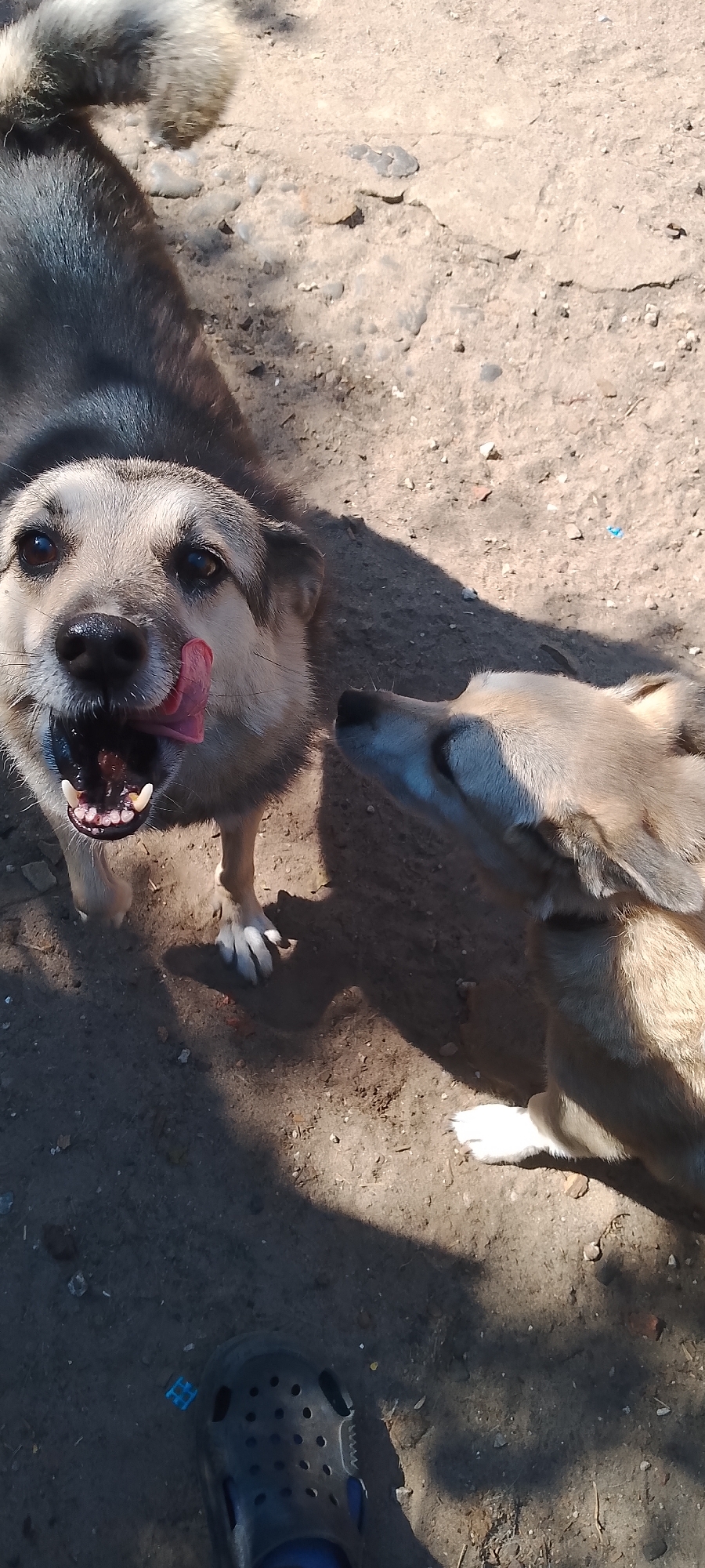 The image captures an outdoor scene on a dirt surface, likely a yard or a rural area, with shadows cast from overhead objects. The primary subjects are two dogs. One dog, positioned in the foreground and facing the camera, has its mouth open with its pink tongue visible, appearing to be licking its lips. Its fur is a mix of grey, black, and tan. The second dog is partially visible on the right side of the frame, facing the first dog with its head slightly lowered. The ground is composed of dirt, pebbles, and some debris. In the bottom left corner, a dark-colored clog-style shoe is visible, partially obscuring the ground. The presence of a shoe suggests a human was present and likely took the photograph. The lighting indicates it is daytime, with strong sunlight creating distinct shadows. There is no clear indication of specific urban features that would pinpoint the location within Belgorod, Russia, beyond it being an outdoor environment.