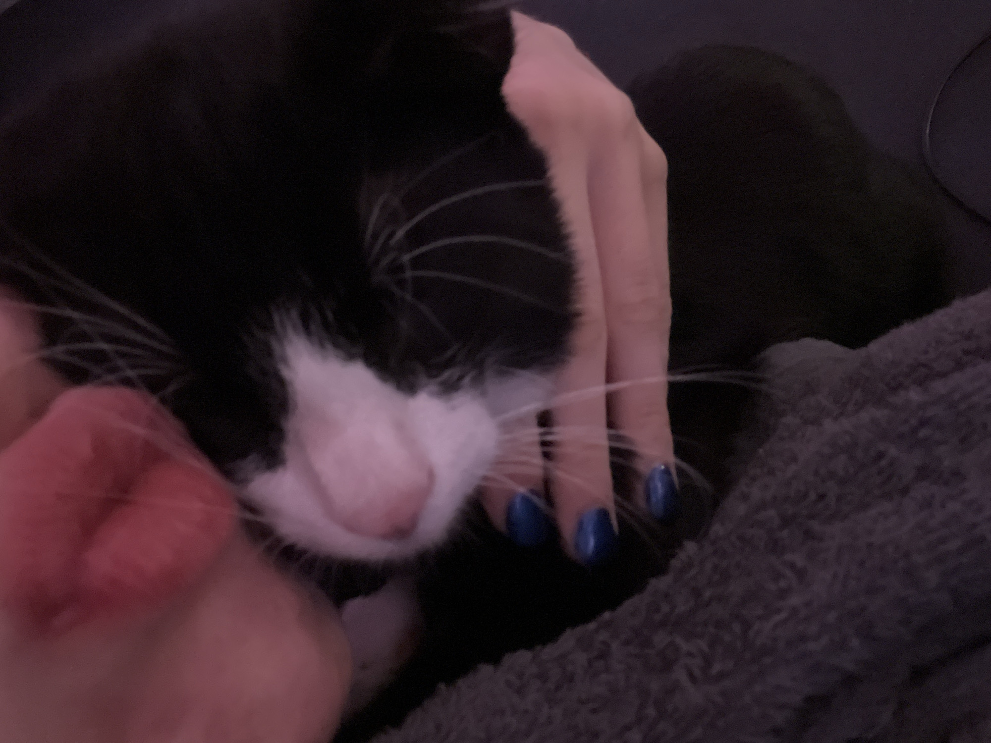 A close-up indoor shot depicts a black and white tuxedo cat with its face resting against a person's hand, which has blue nail polish. The cat's head is mostly black with a white patch on its nose and chest. The person's hand is around the cat's head. The cat is lying on a gray blanket. The location is not identifiable as being in Saint Petersburg, Russia.